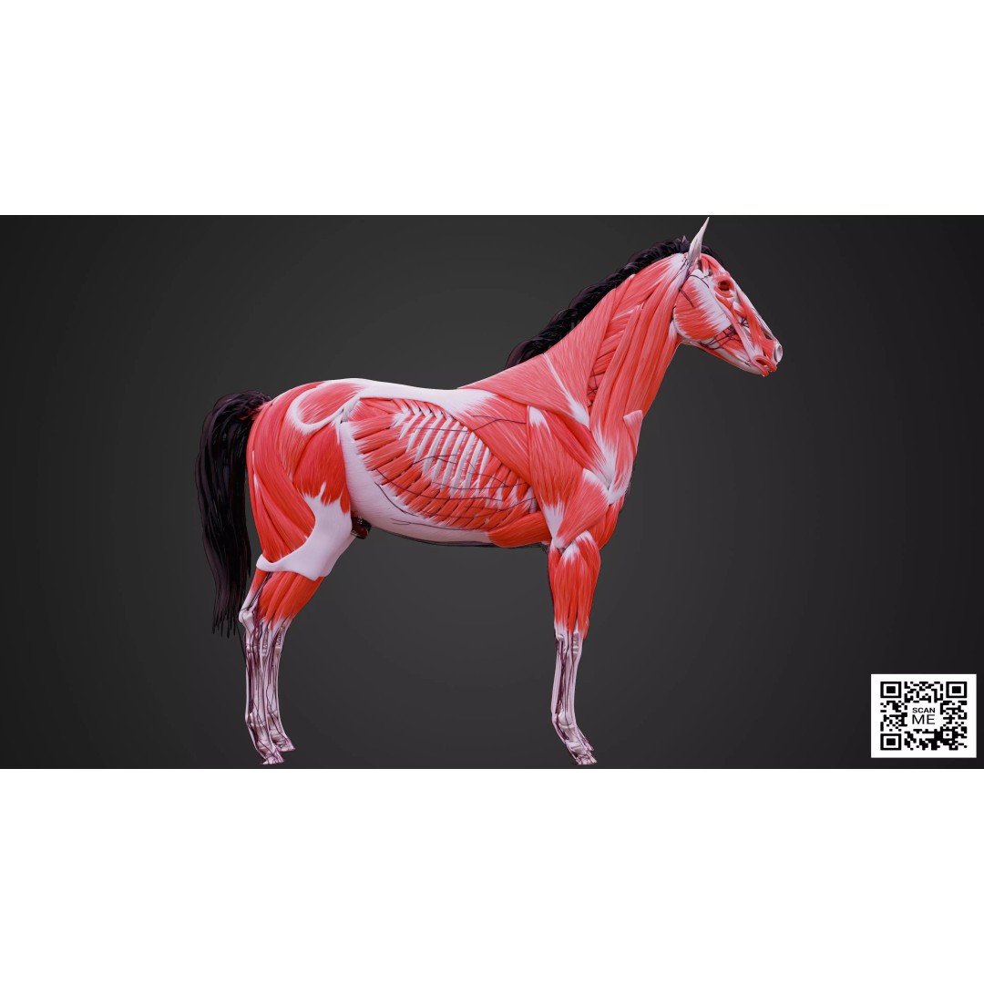 Horse Anatomy 3D Model – Low Poly Educational Asset, FBX, PBR - View 3