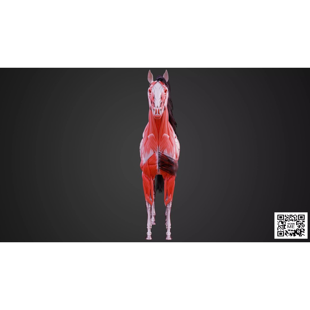 Horse Anatomy 3D Model – Low Poly Educational Asset, FBX, PBR - View 4