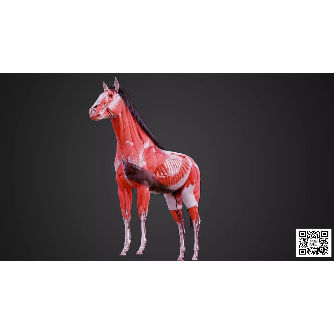 Horse Anatomy 3D Model – Low Poly Educational Asset, FBX, PBR - View 5