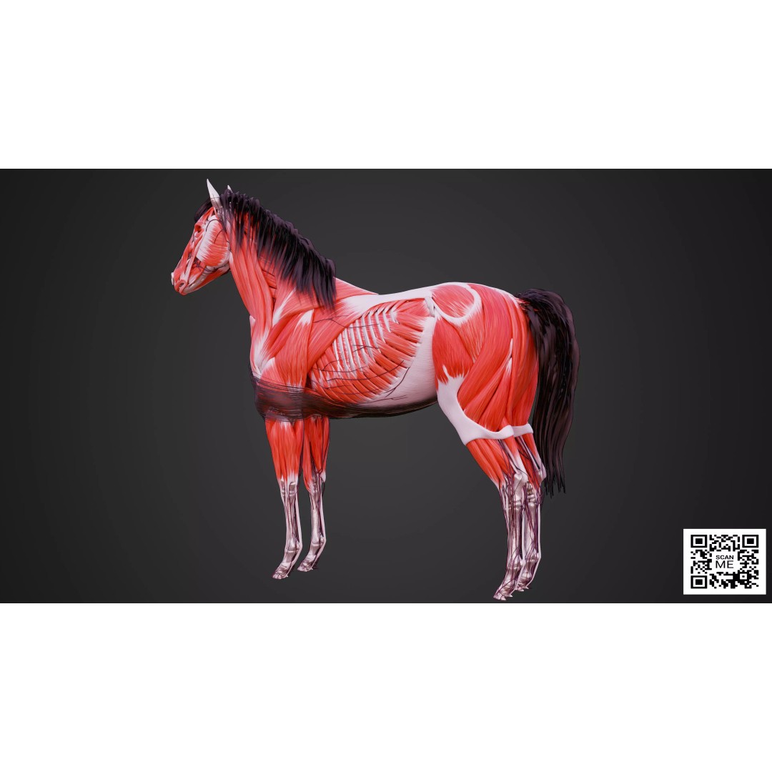 Horse Anatomy 3D Model – Low Poly Educational Asset, FBX, PBR - View 6