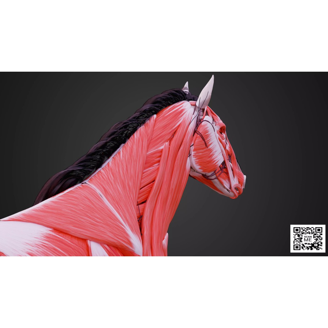 Horse Anatomy 3D Model – Low Poly Educational Asset, FBX, PBR - View 7