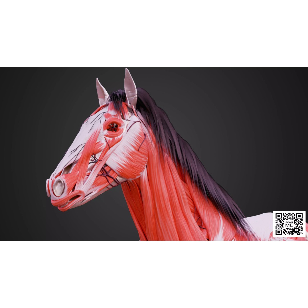 Horse Anatomy 3D Model – Low Poly Educational Asset, FBX, PBR - View 8