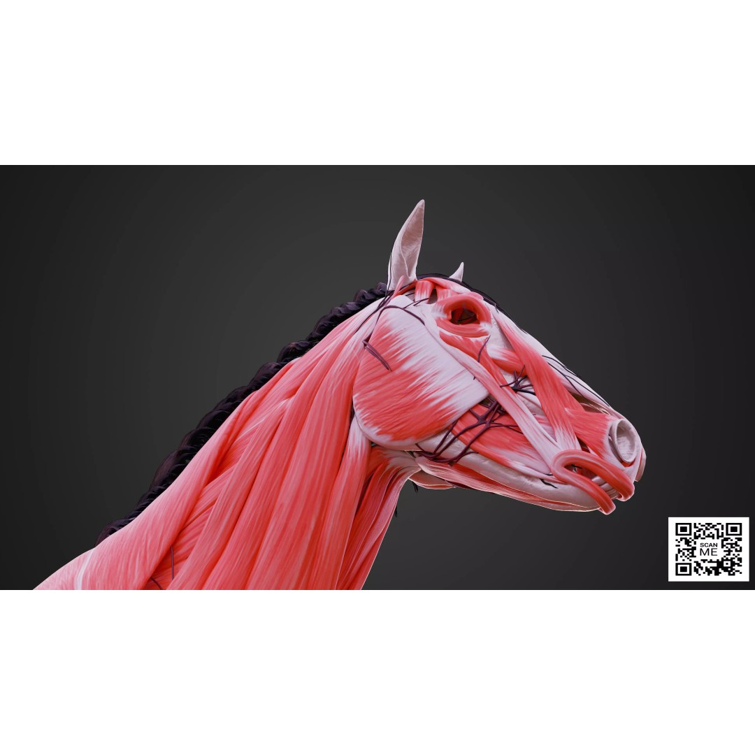 Horse Anatomy 3D Model – Low Poly Educational Asset, FBX, PBR - View 9