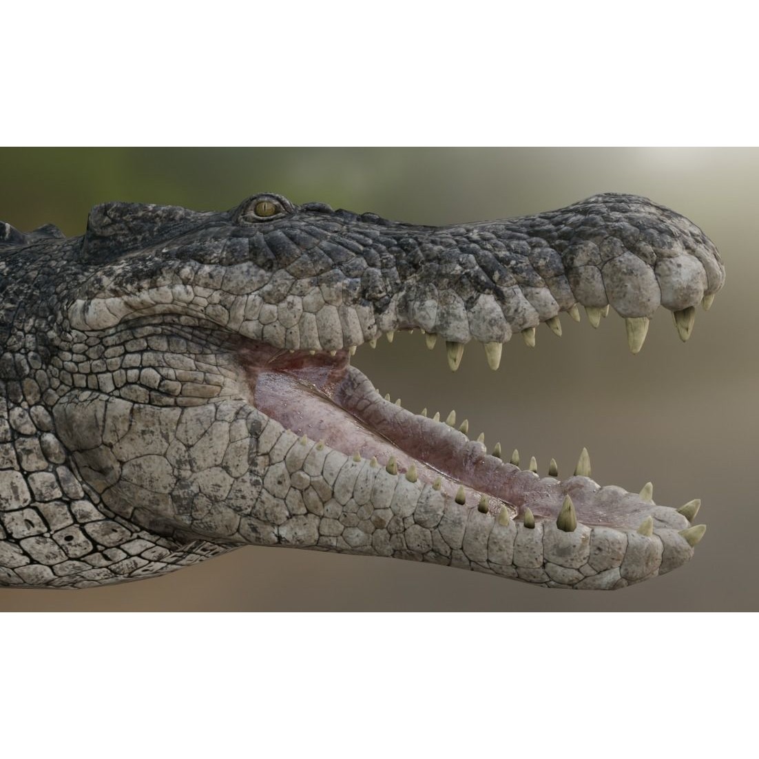 Saltwater Crocodile - Low-Poly Game-Ready 3D Model