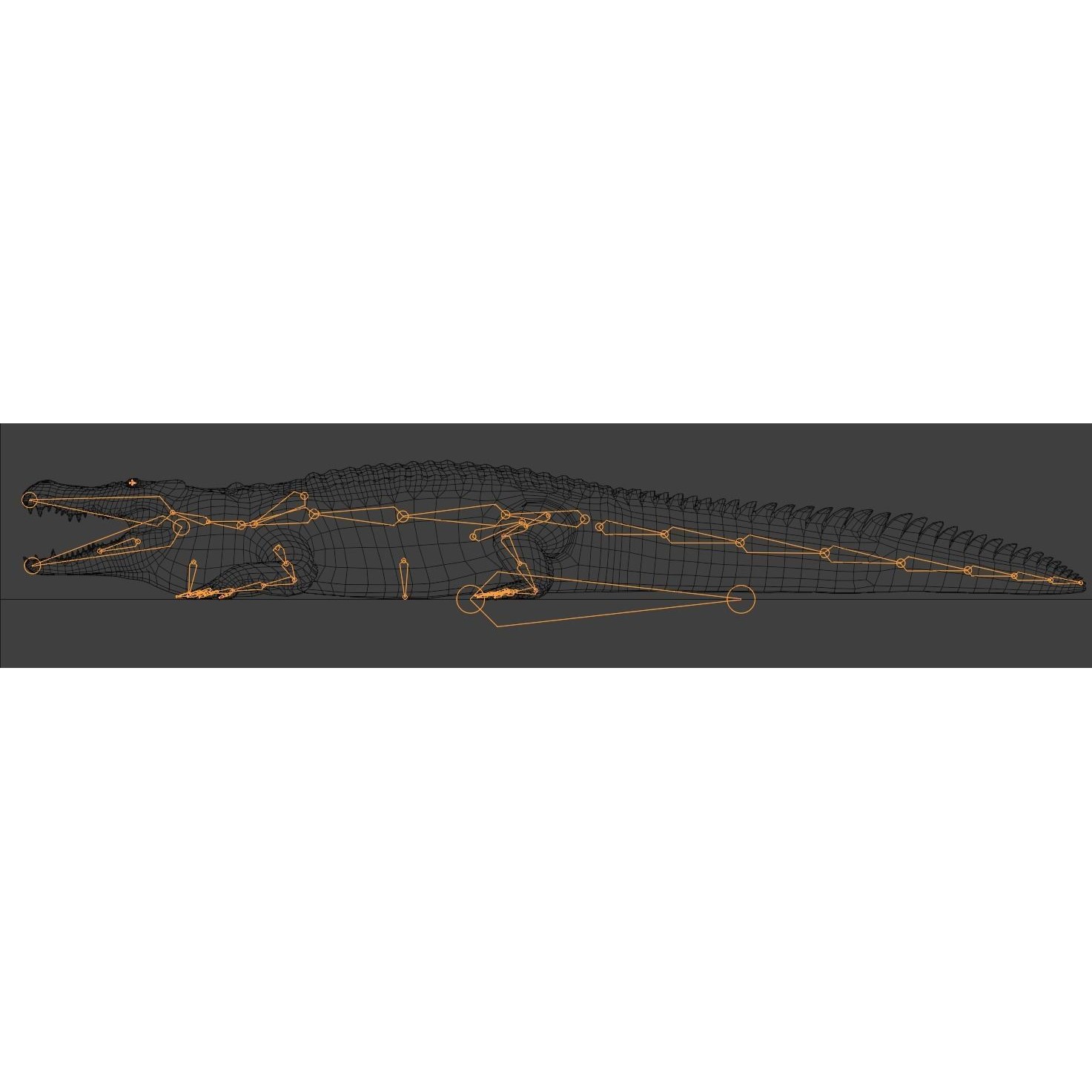 Saltwater Crocodile - Low-Poly Game-Ready 3D Model - View 24