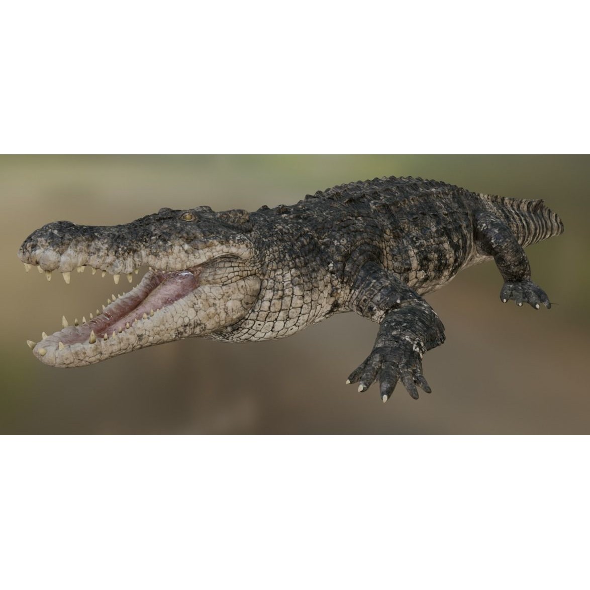 Saltwater Crocodile - Low-Poly Game-Ready 3D Model - View 27
