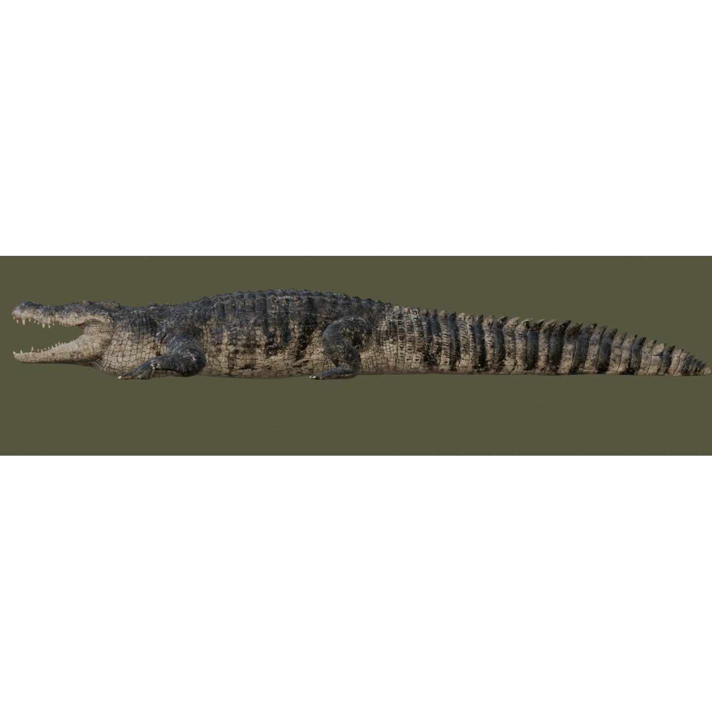 Saltwater Crocodile - Low-Poly Game-Ready 3D Model - View 28