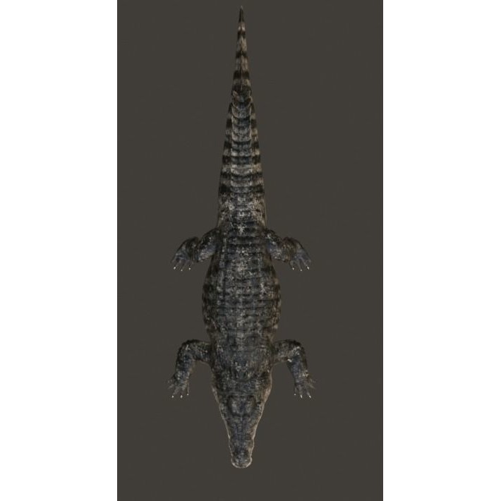 Saltwater Crocodile - Low-Poly Game-Ready 3D Model - View 29