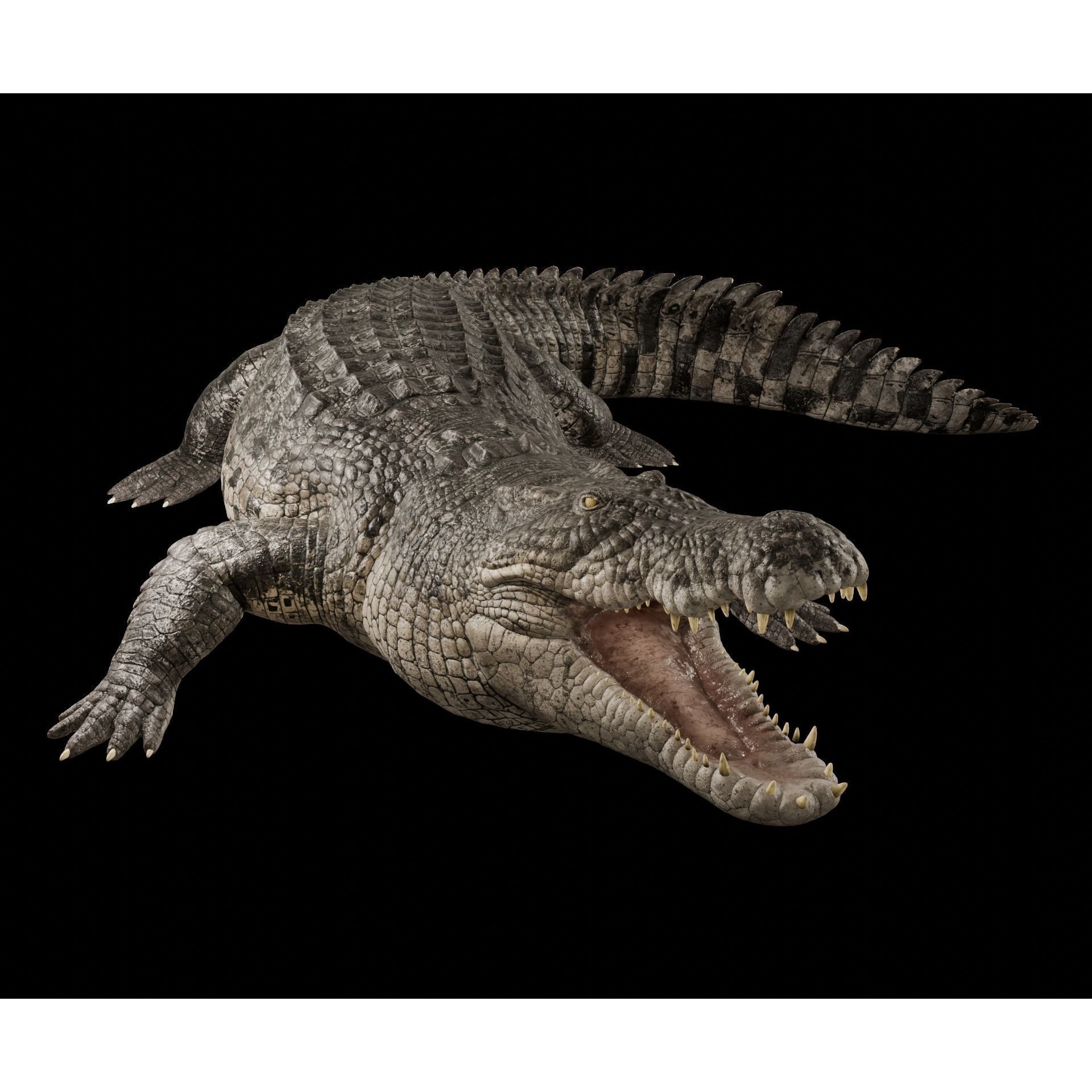 Saltwater Crocodile - Low-Poly Game-Ready 3D Model - View 3