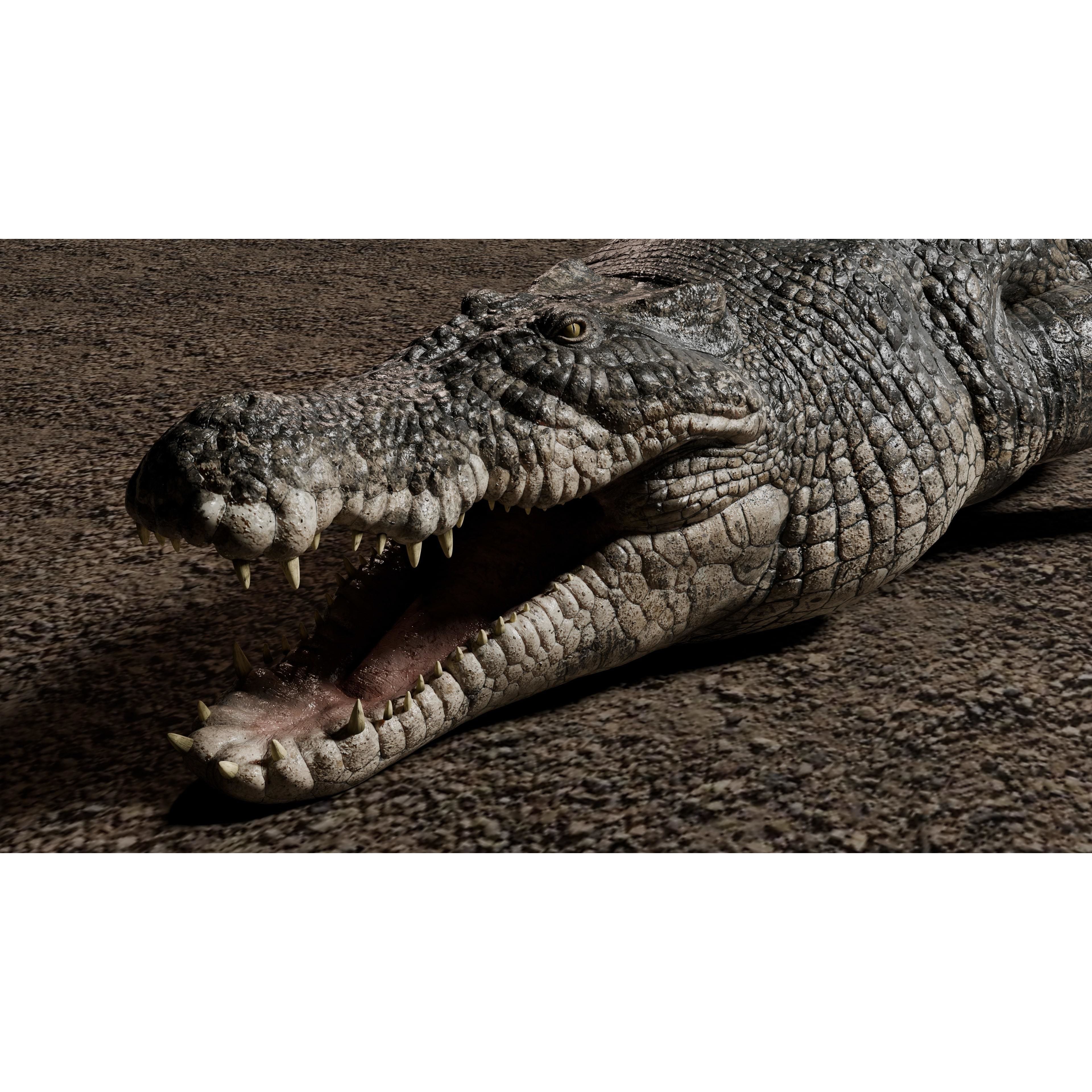 Saltwater Crocodile - Low-Poly Game-Ready 3D Model - View 5