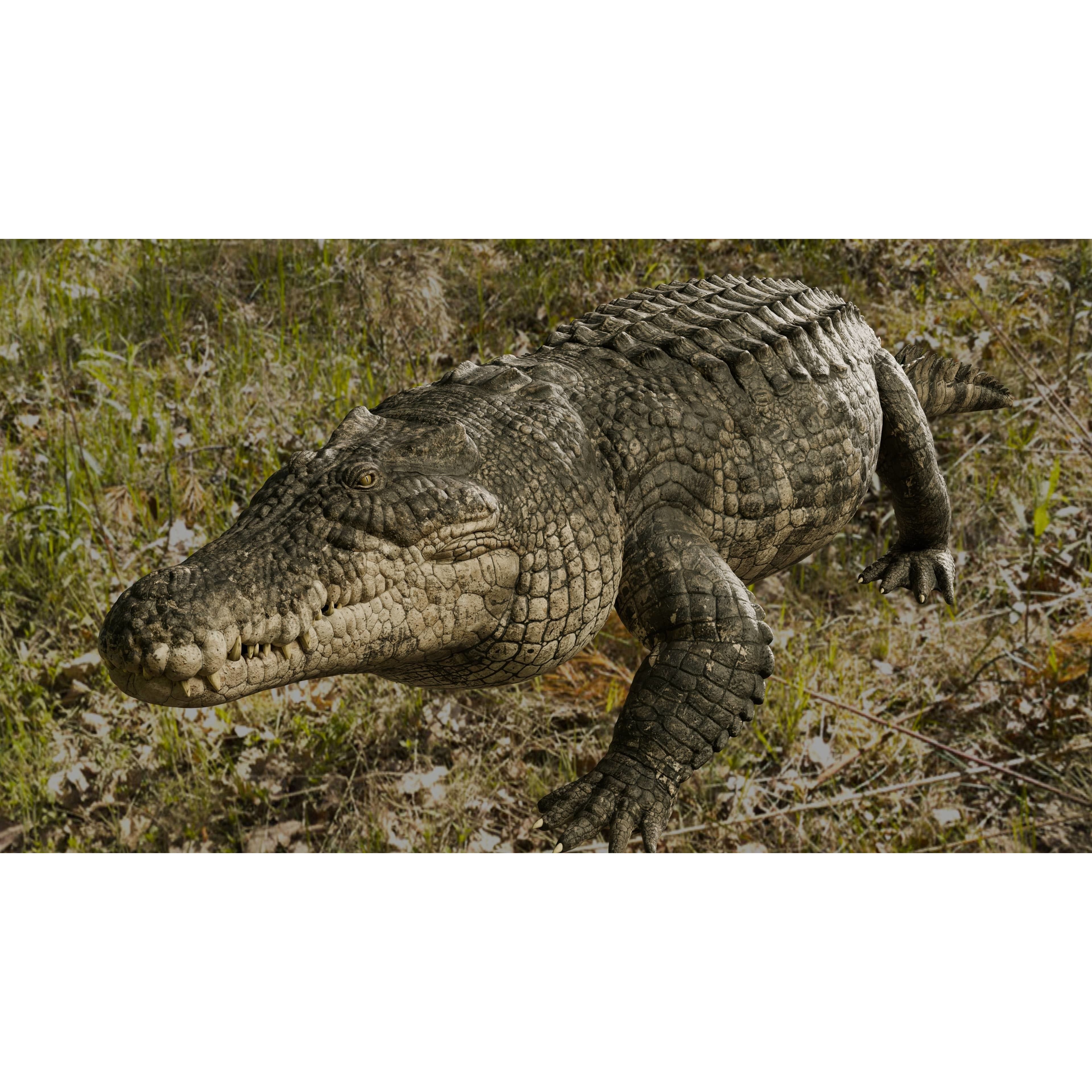 Saltwater Crocodile - Low-Poly Game-Ready 3D Model - View 8