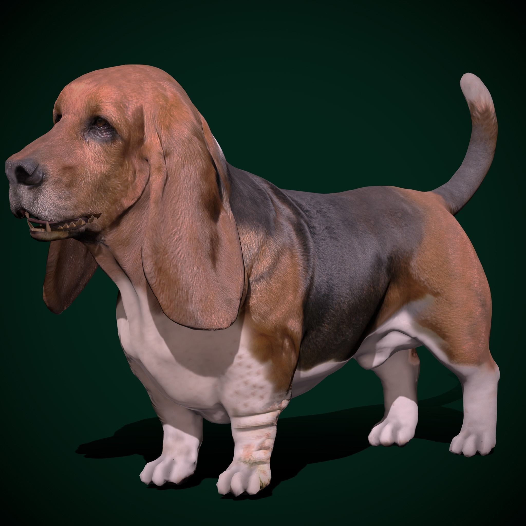 Basset Hound - Game-Ready 3D Model - View 12