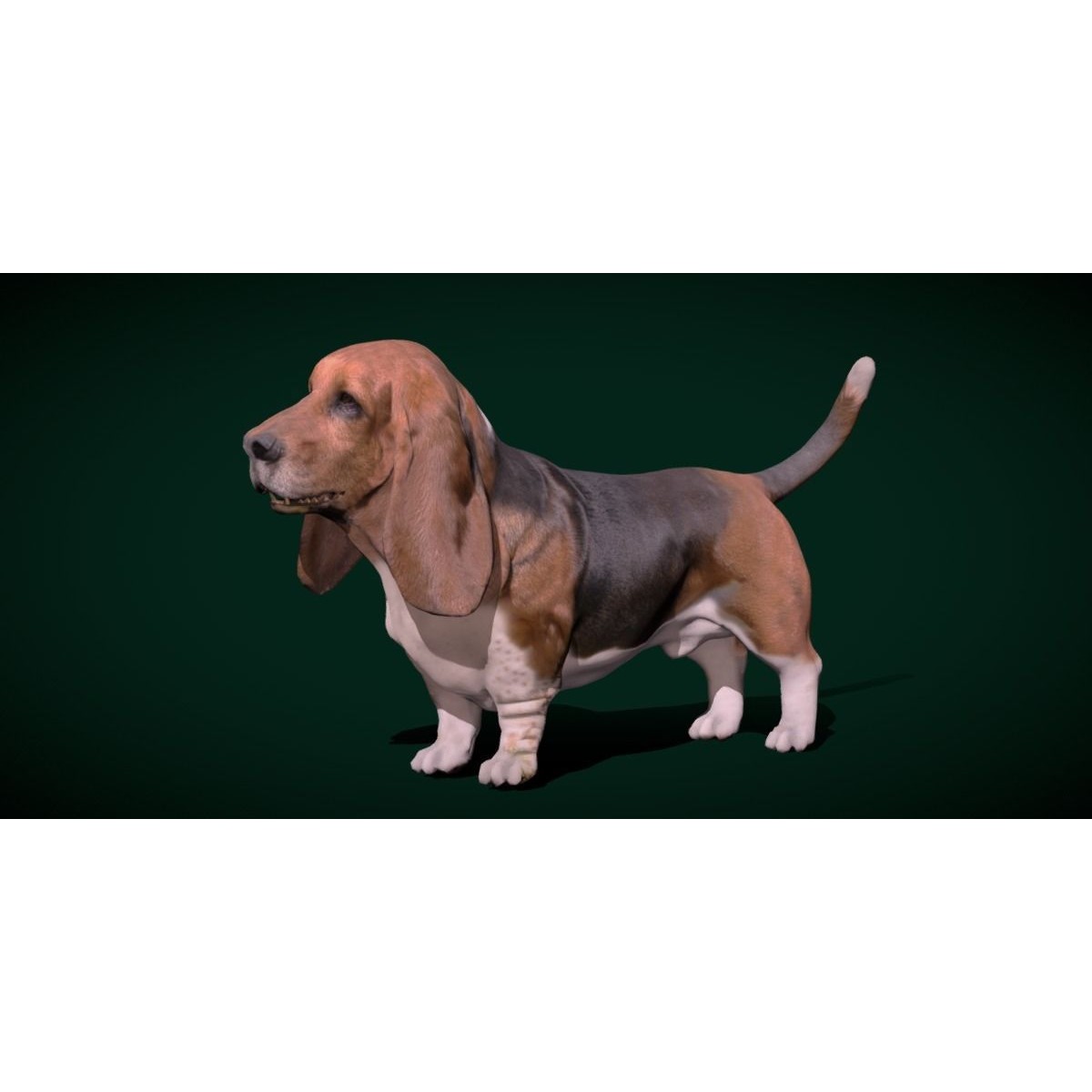 Basset Hound - Game-Ready 3D Model - View 13