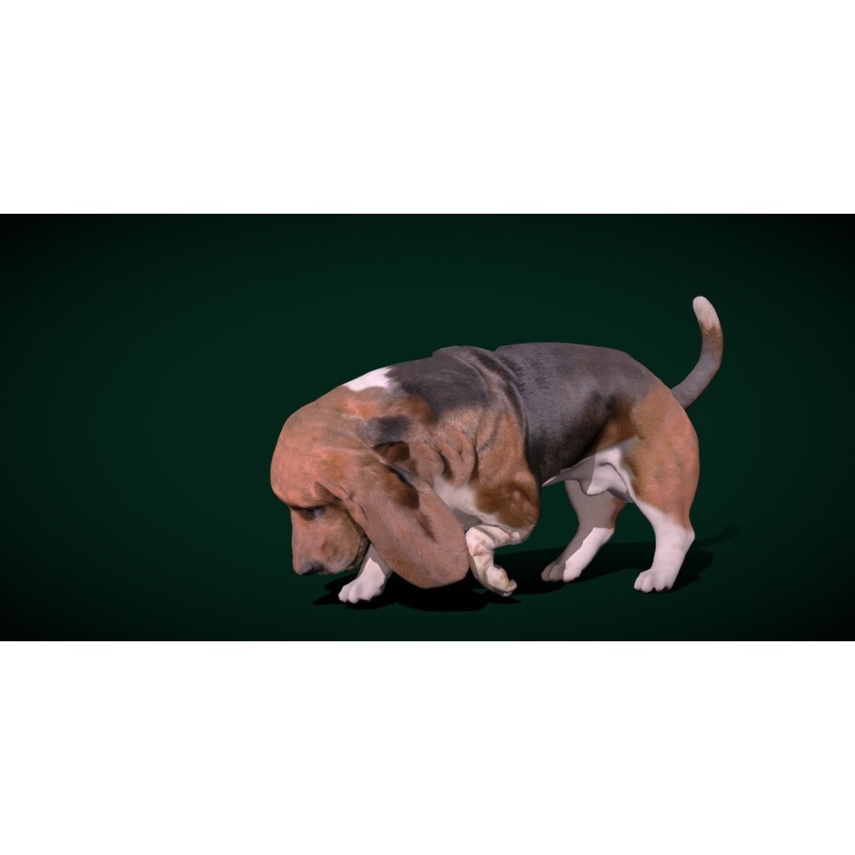 Basset Hound - Game-Ready 3D Model - View 14