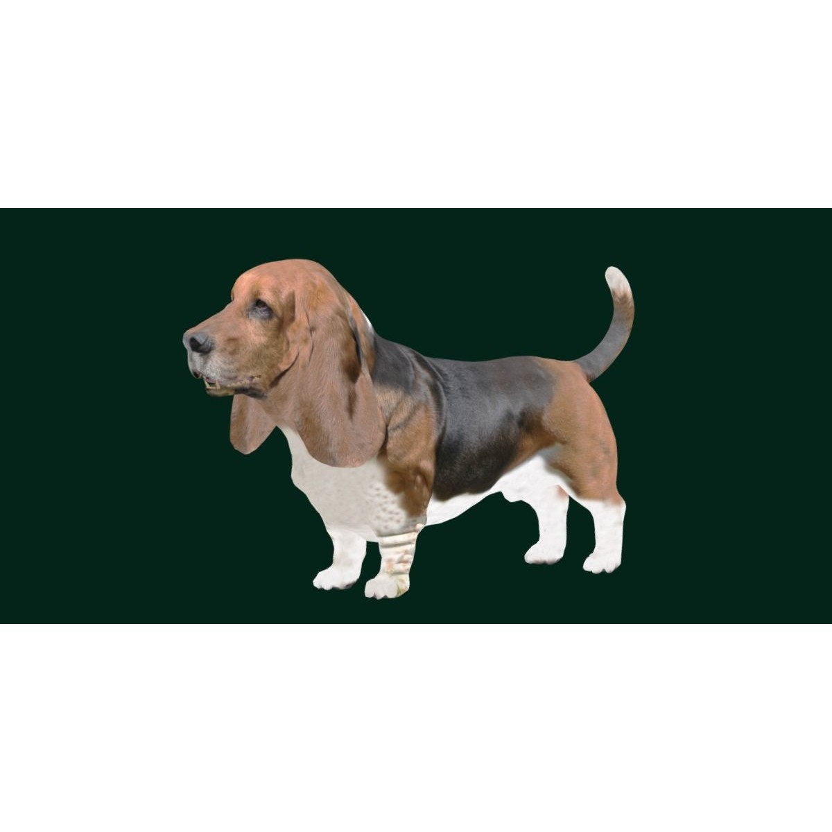 Basset Hound - Game-Ready 3D Model - View 17