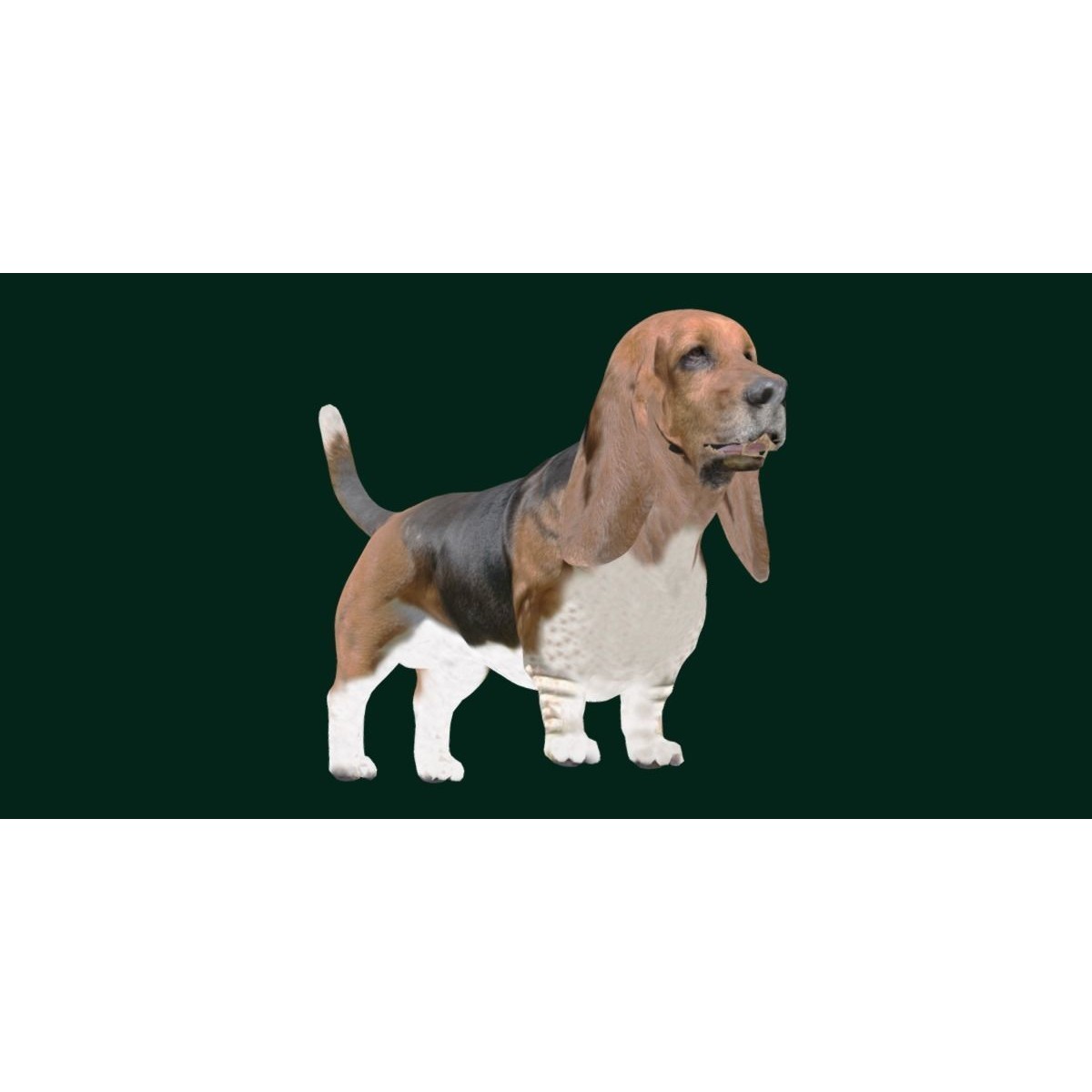 Basset Hound - Game-Ready 3D Model - View 18
