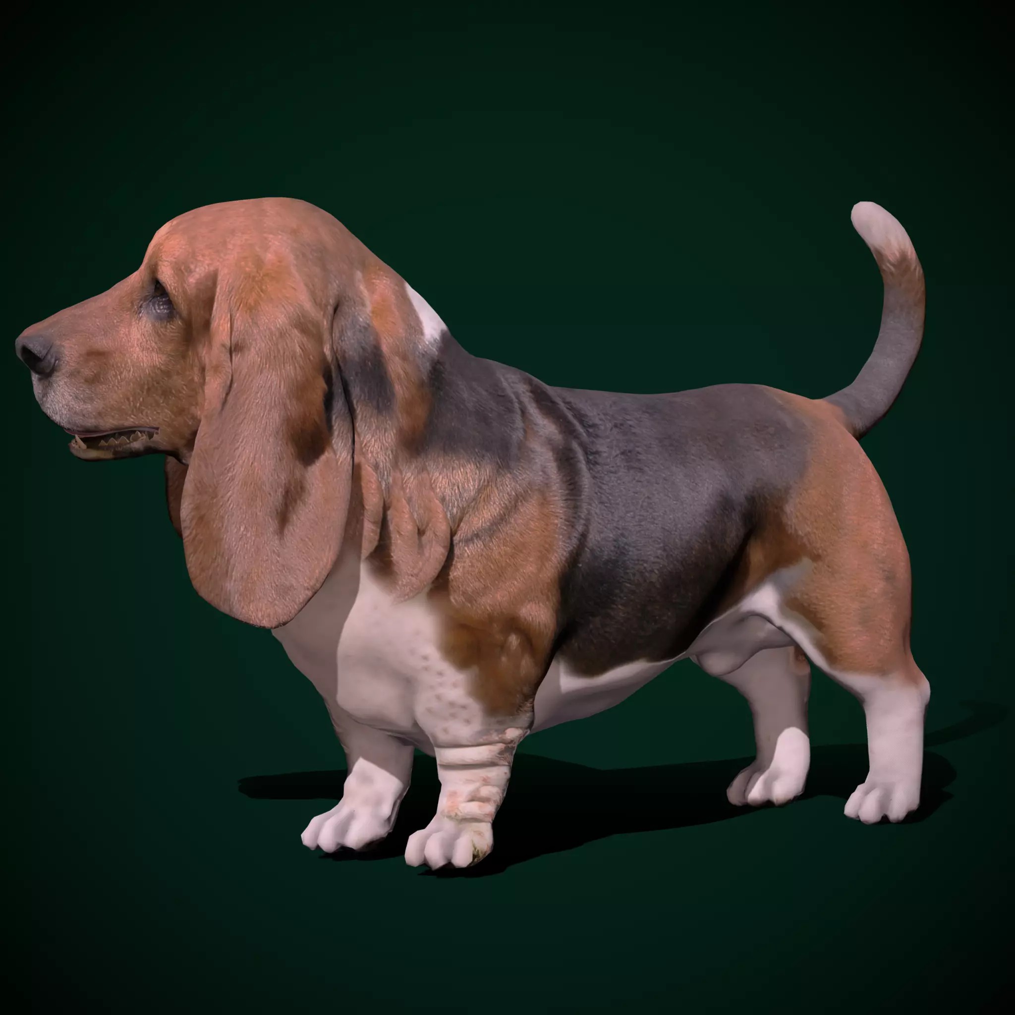 Basset Hound - Game-Ready 3D Model - View 2