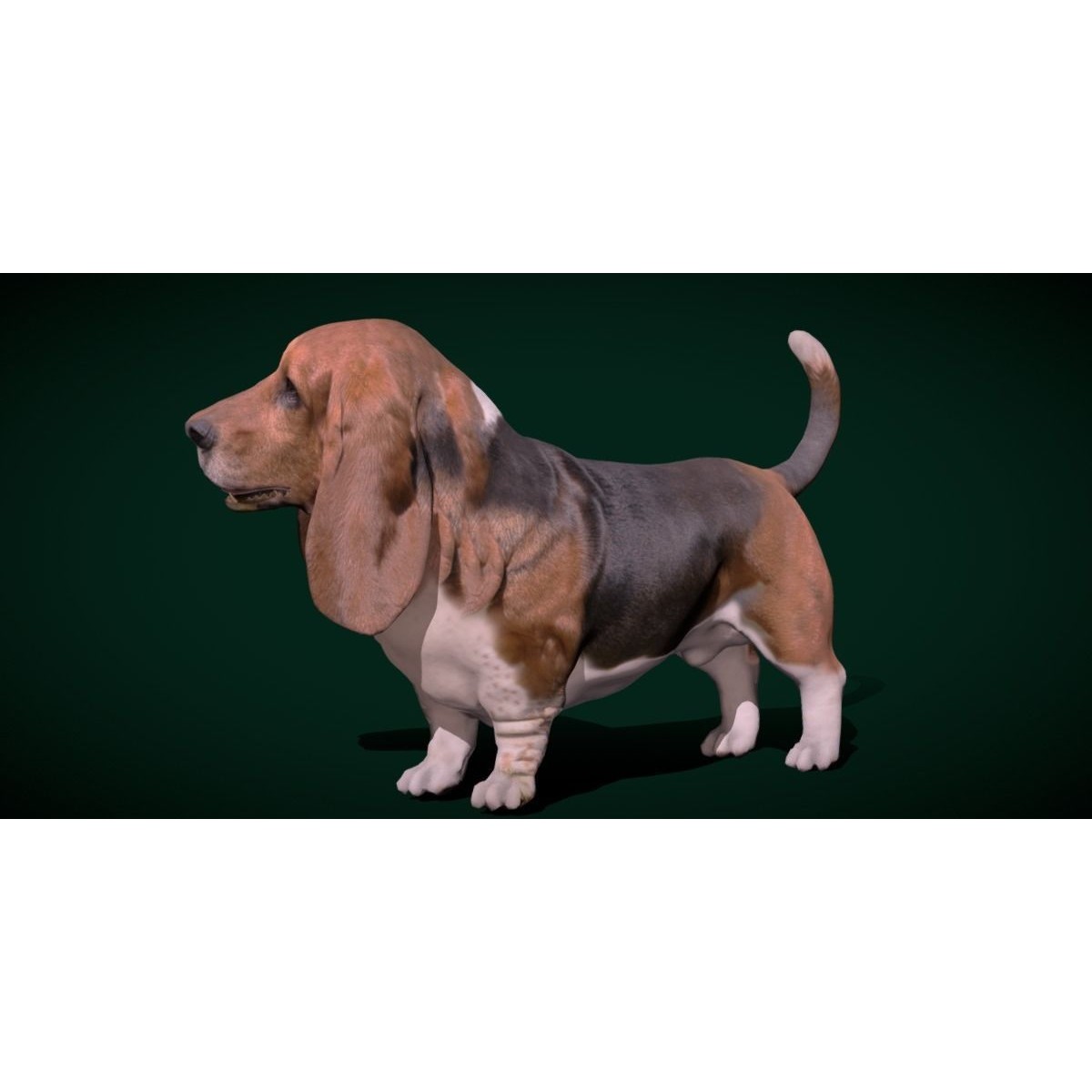 Basset Hound - Game-Ready 3D Model - View 21