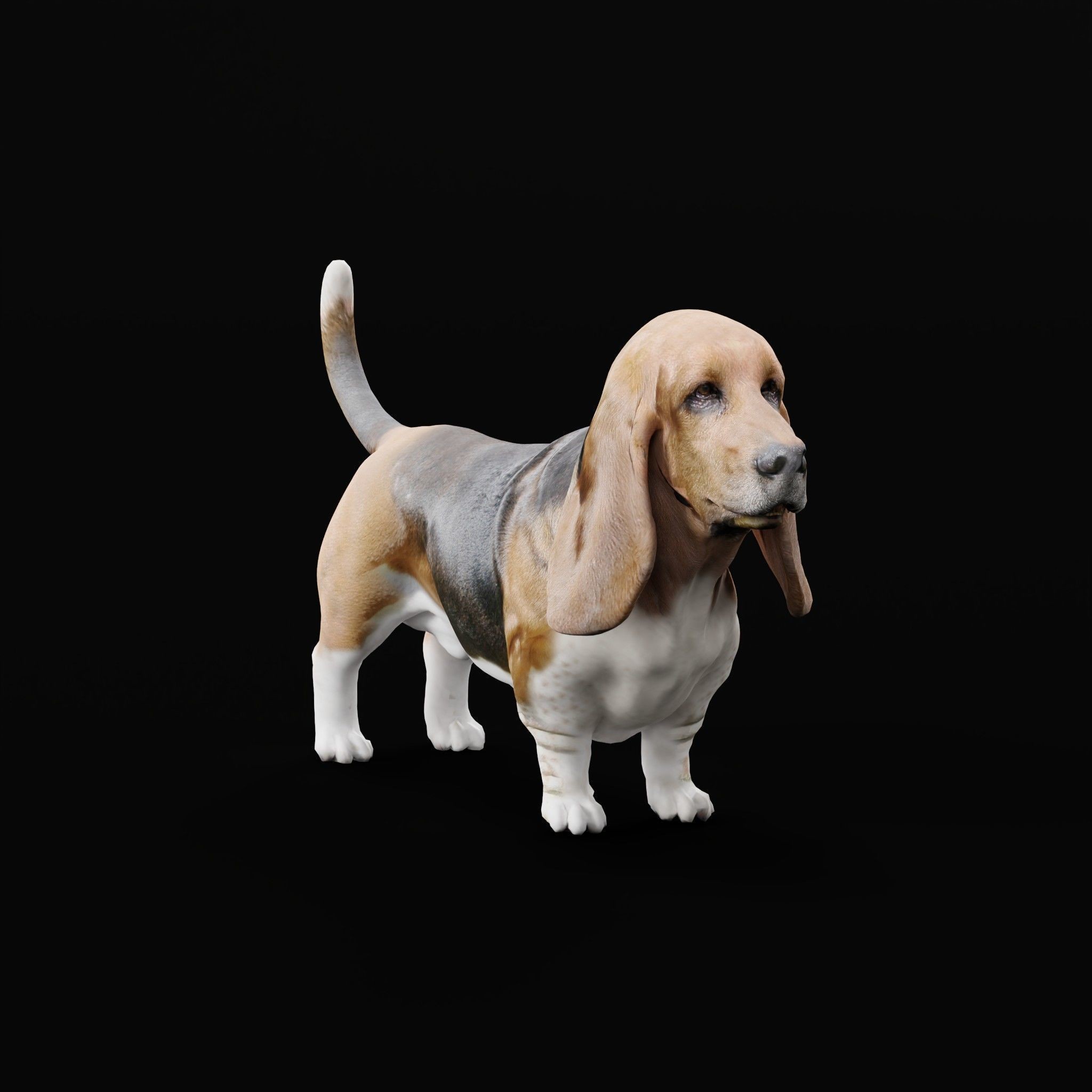 Basset Hound - Game-Ready 3D Model - View 22