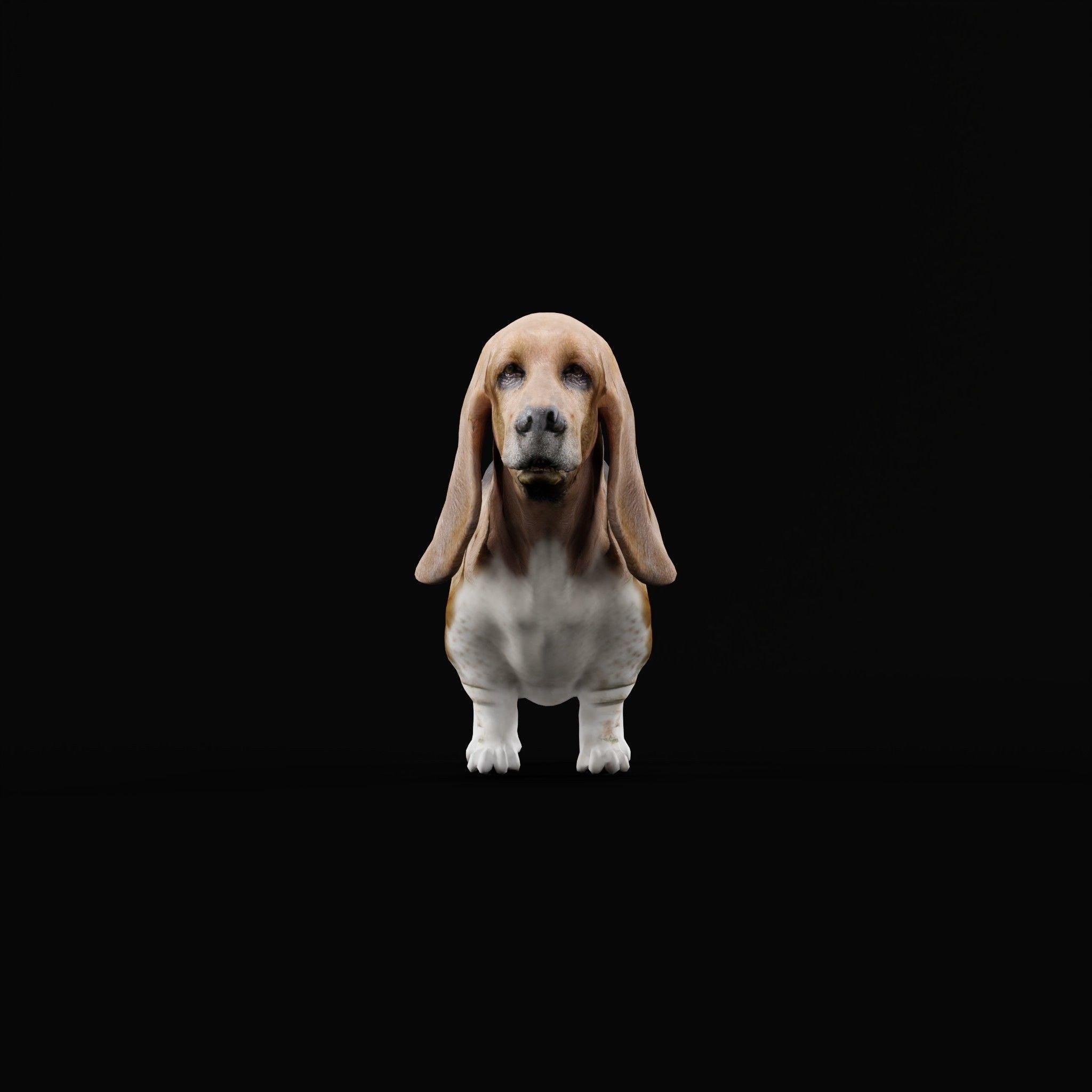 Basset Hound - Game-Ready 3D Model - View 23