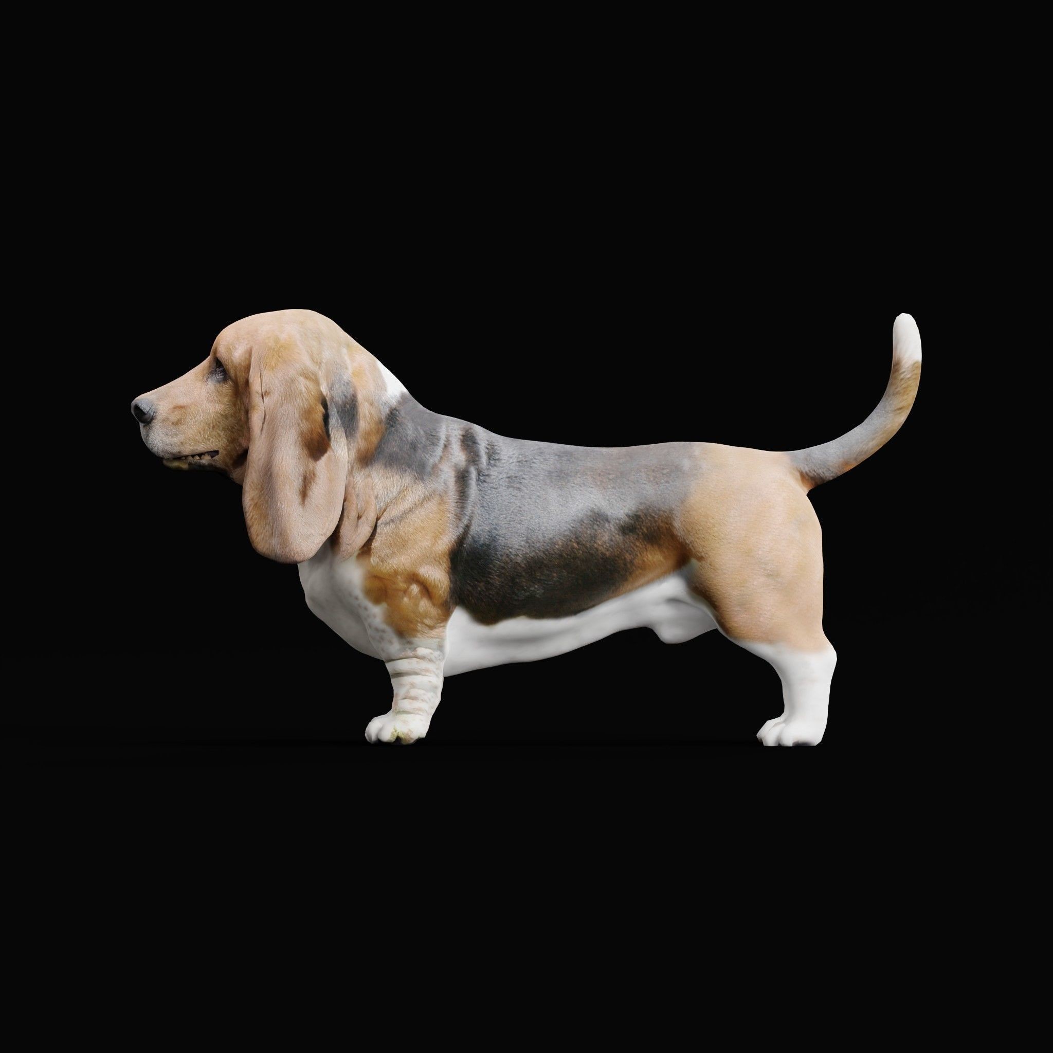 Basset Hound - Game-Ready 3D Model - View 24