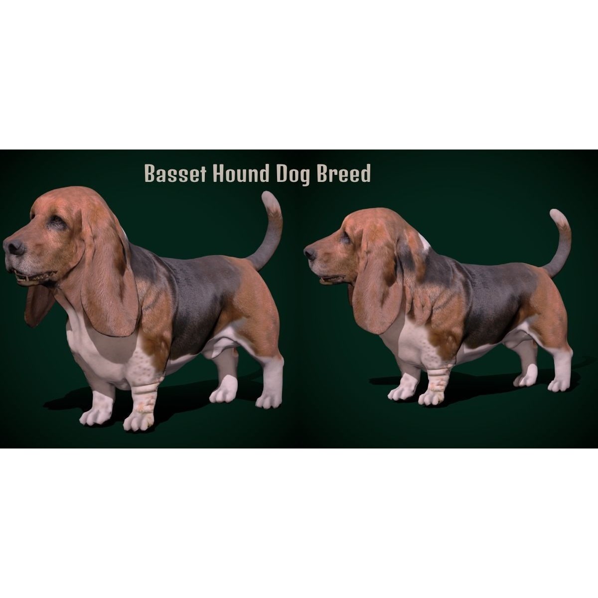 Basset Hound - Game-Ready 3D Model - View 3