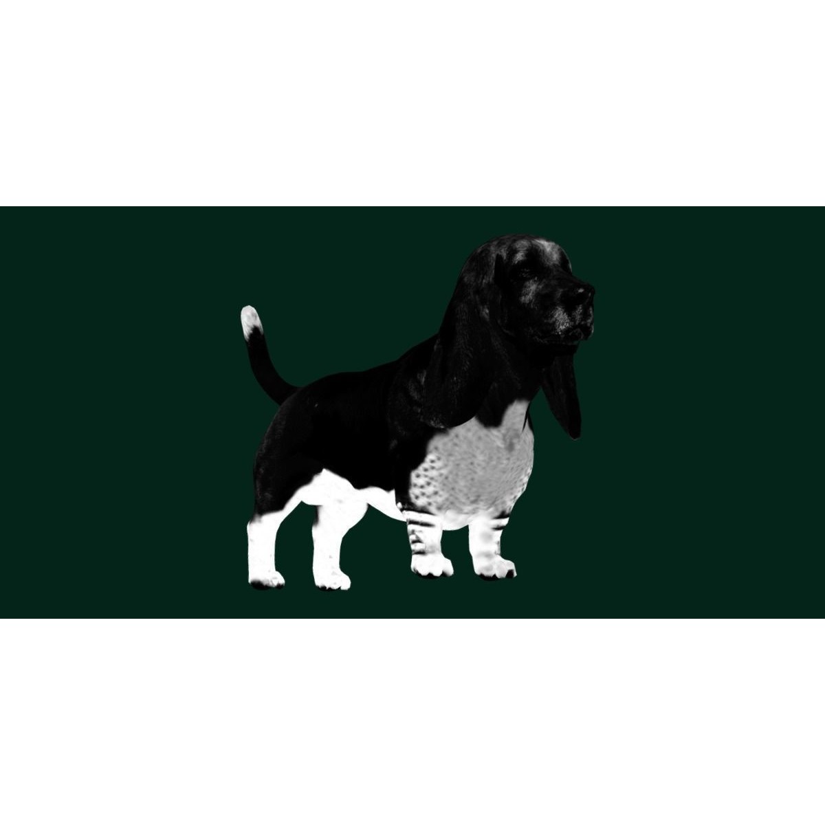 Basset Hound - Game-Ready 3D Model - View 4