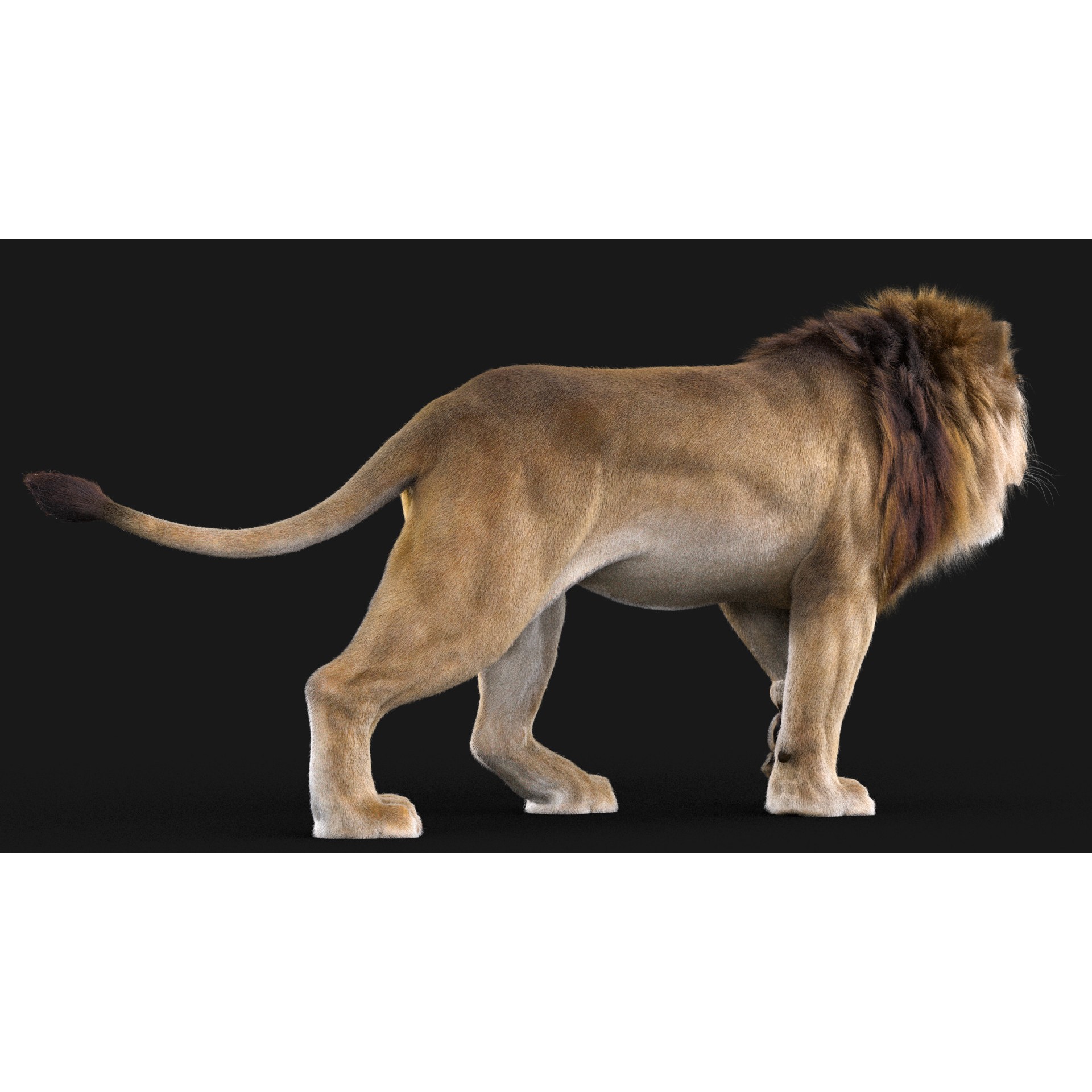 Realistic Lion - Low-Poly Game-Ready 3D Model - View 11
