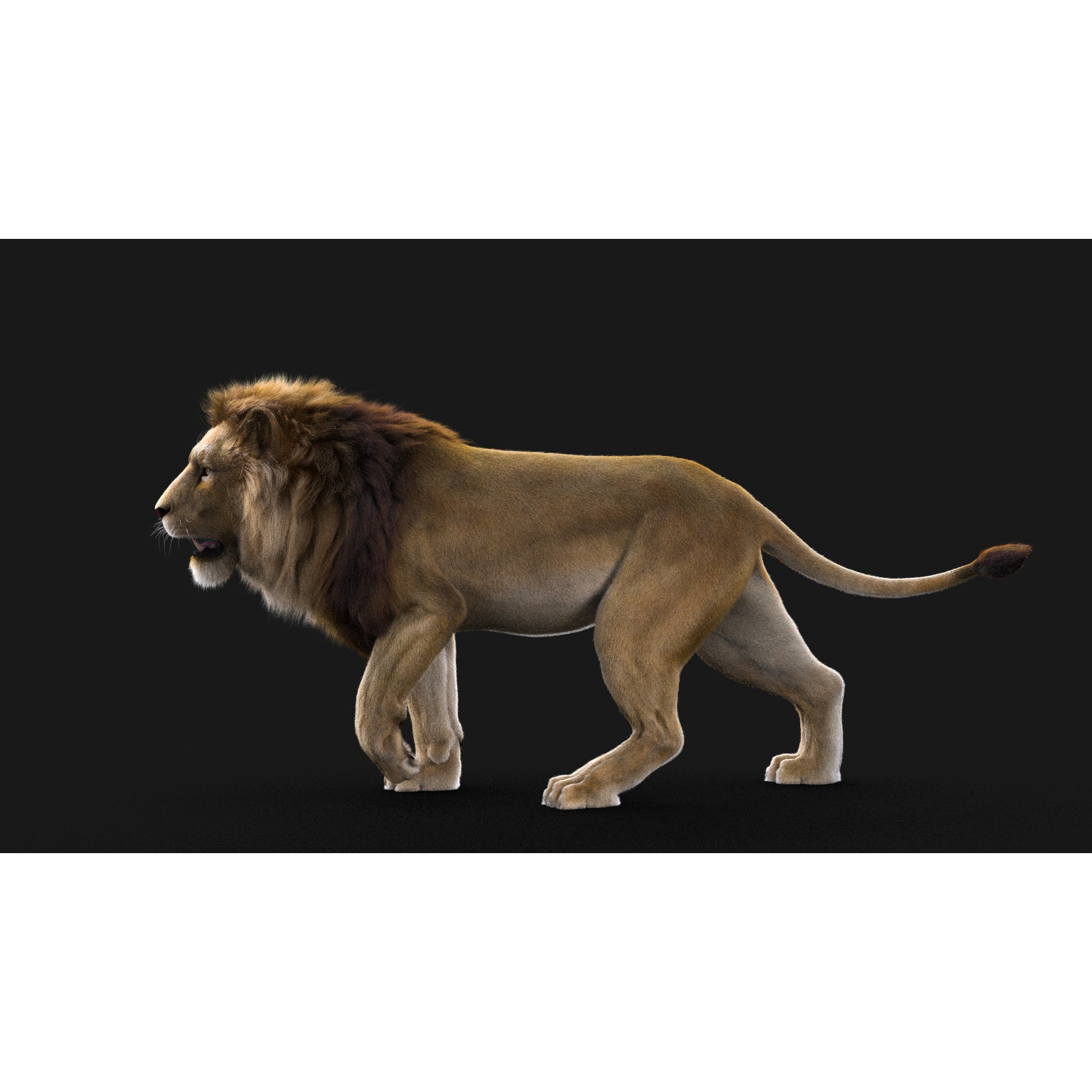 Realistic Lion - Low-Poly Game-Ready 3D Model - View 12