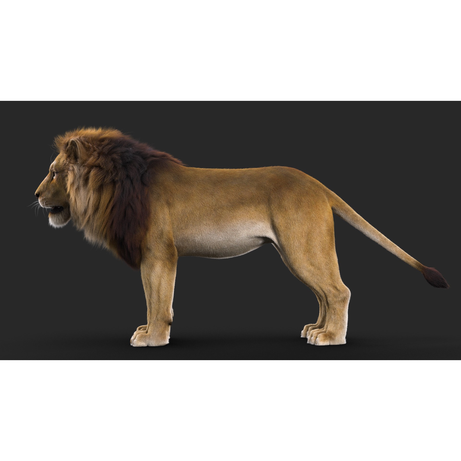 Realistic Lion - Low-Poly Game-Ready 3D Model - View 4