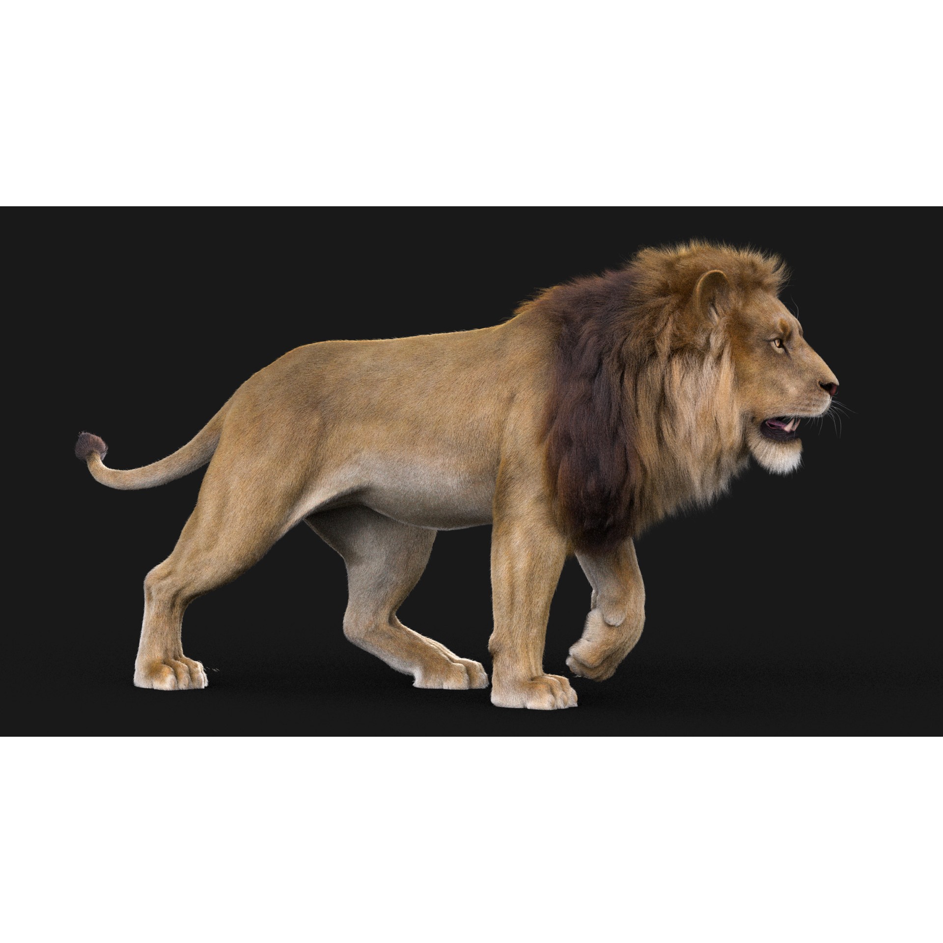 Realistic Lion - Low-Poly Game-Ready 3D Model - View 9