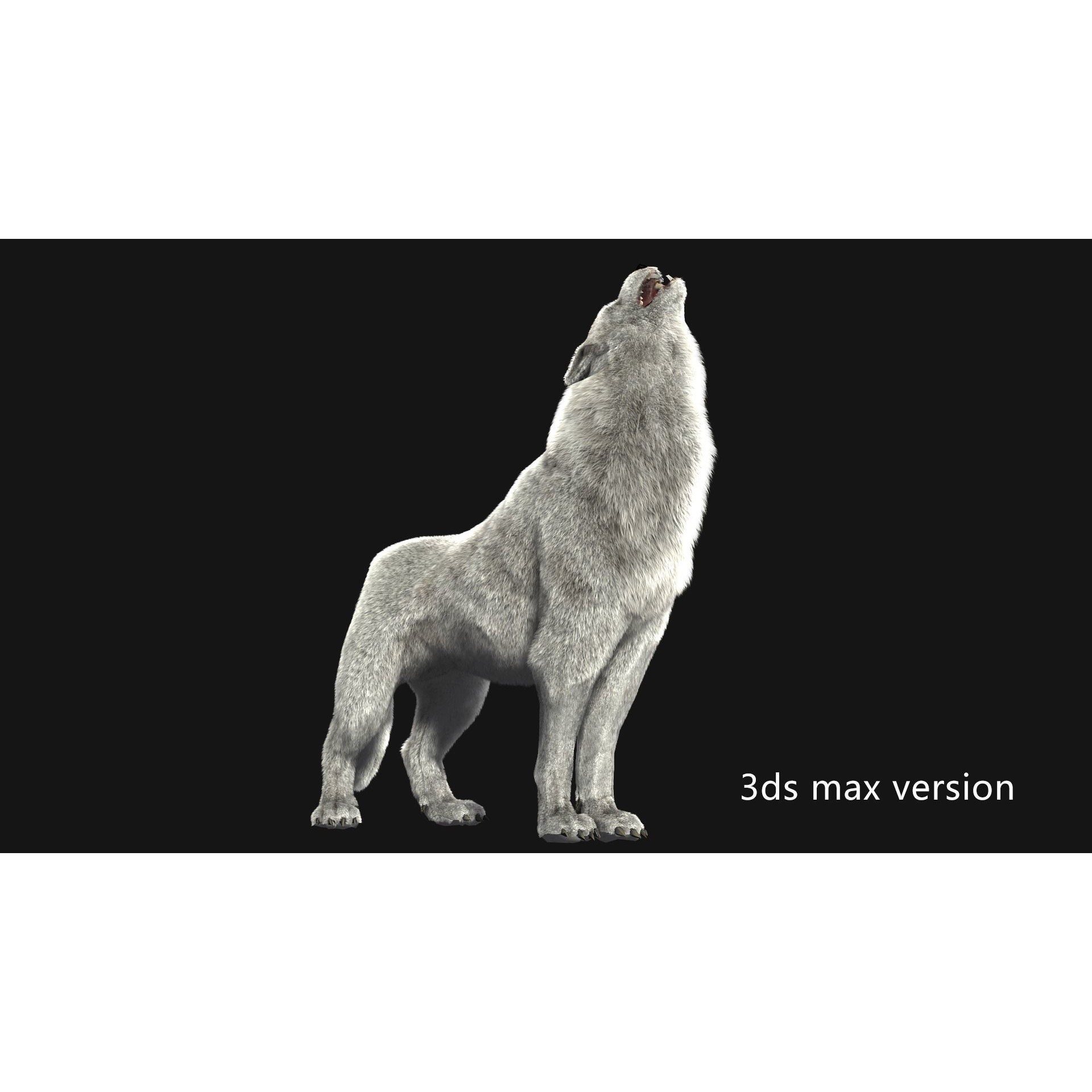 Animated Arctic Wolf - Low-Poly Game-Ready 3D Model - View 10