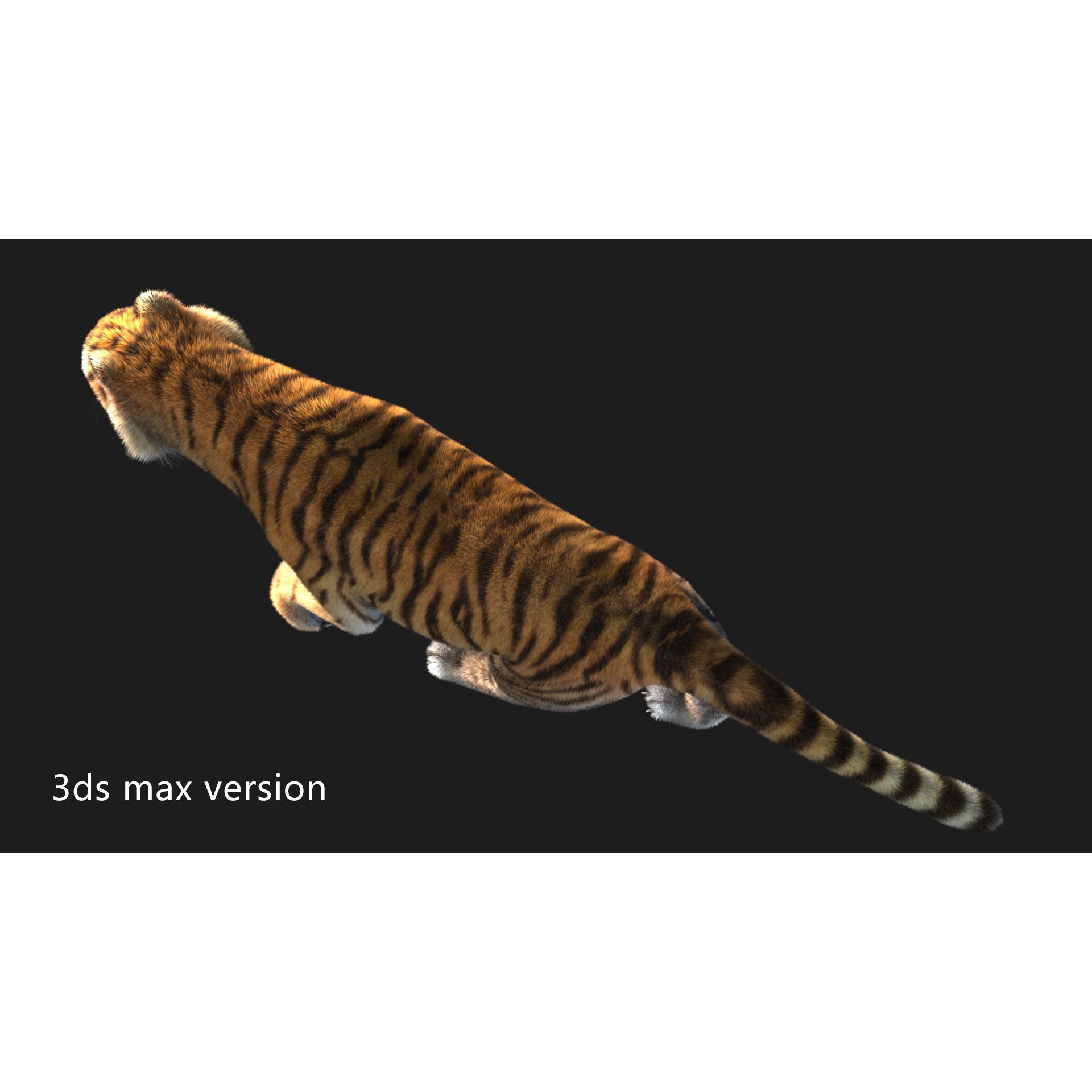 Rigged Tiger - Low-Poly Game-Ready 3D Model - View 9