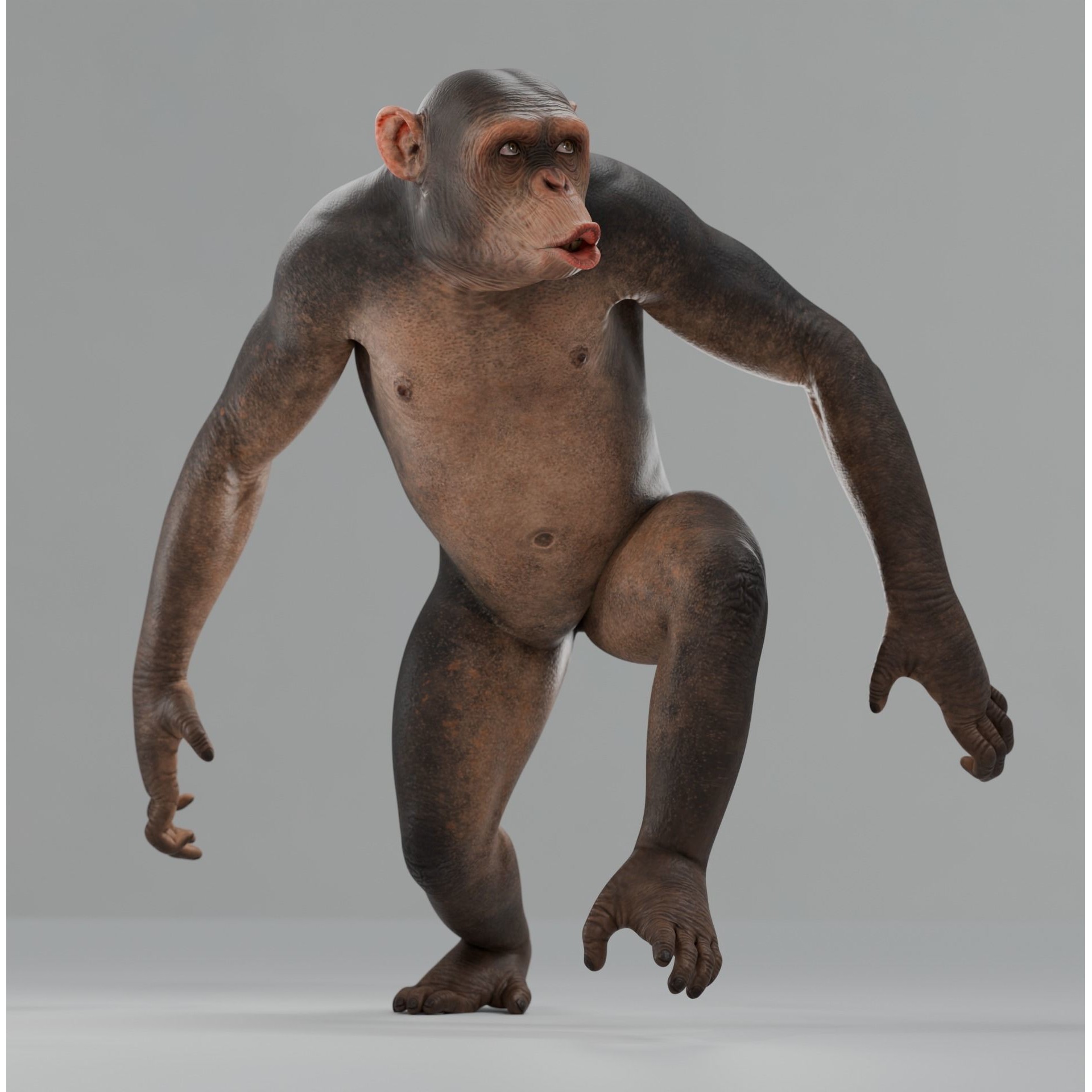 Rigged Hairless Chimpanzee - Low-Poly Game-Ready 3D Model - View 10