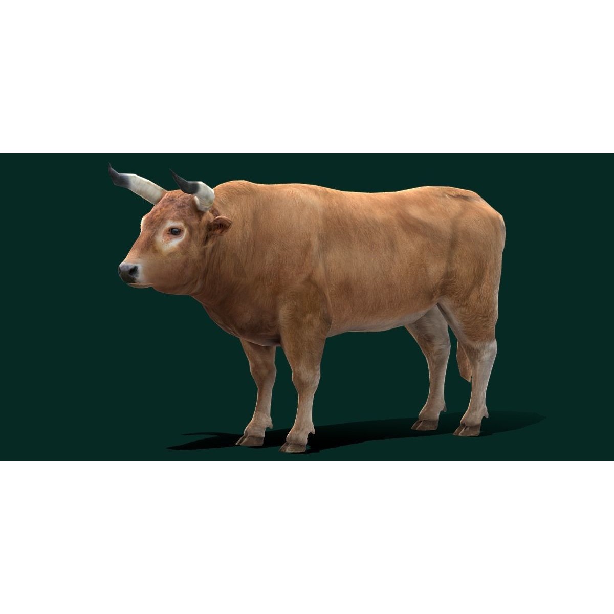 Oxen Bullock - Low-Poly Game-Ready 3D Model