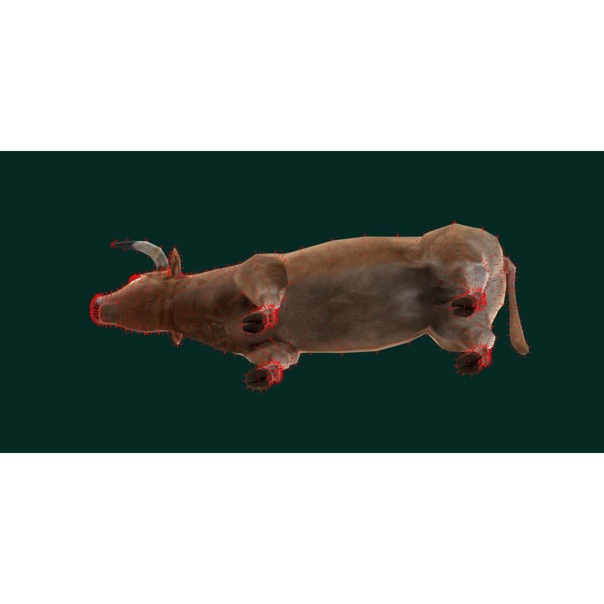 Oxen Bullock - Low-Poly Game-Ready 3D Model - View 13