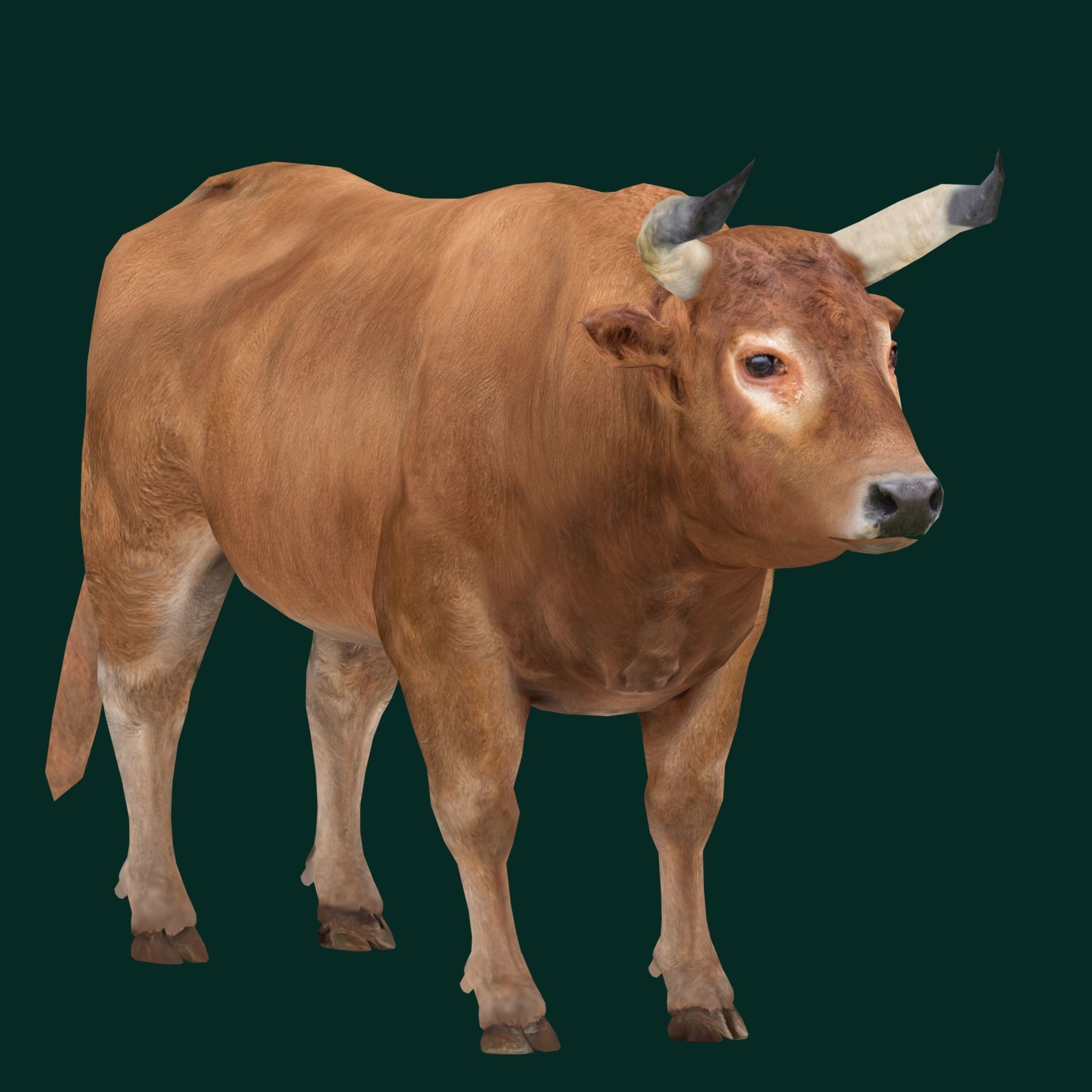 Oxen Bullock - Low-Poly Game-Ready 3D Model - View 16