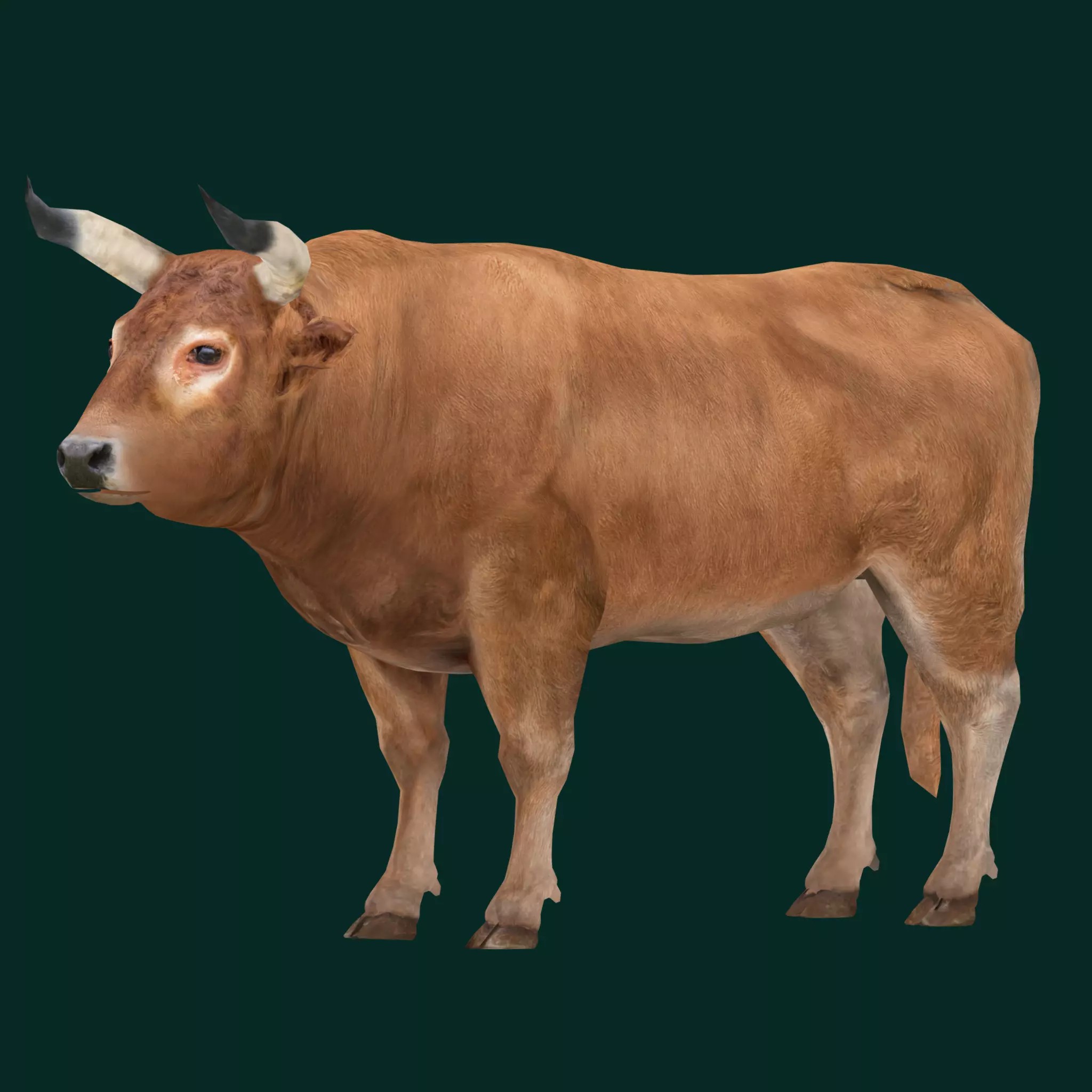 Oxen Bullock - Low-Poly Game-Ready 3D Model - View 2