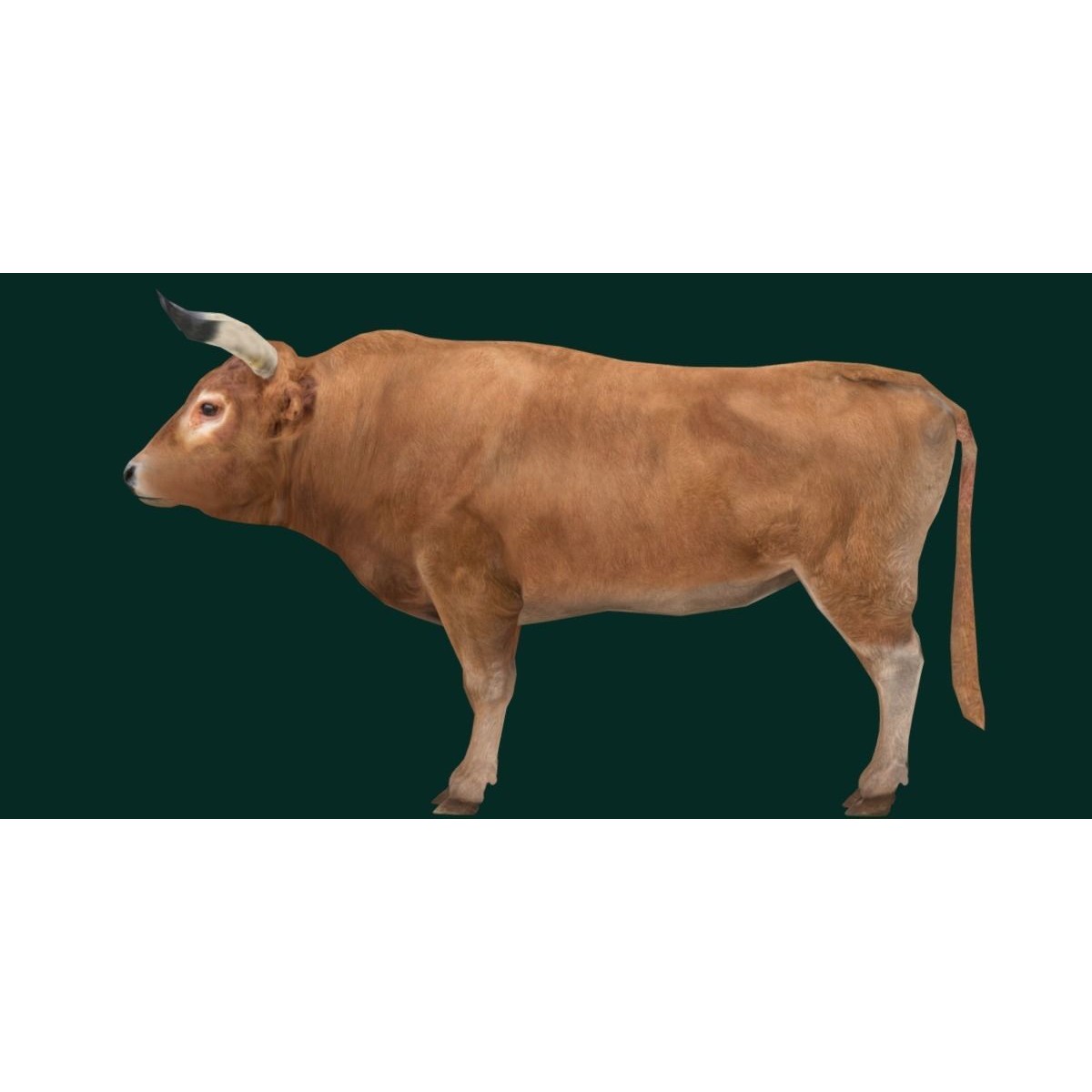 Oxen Bullock - Low-Poly Game-Ready 3D Model - View 21
