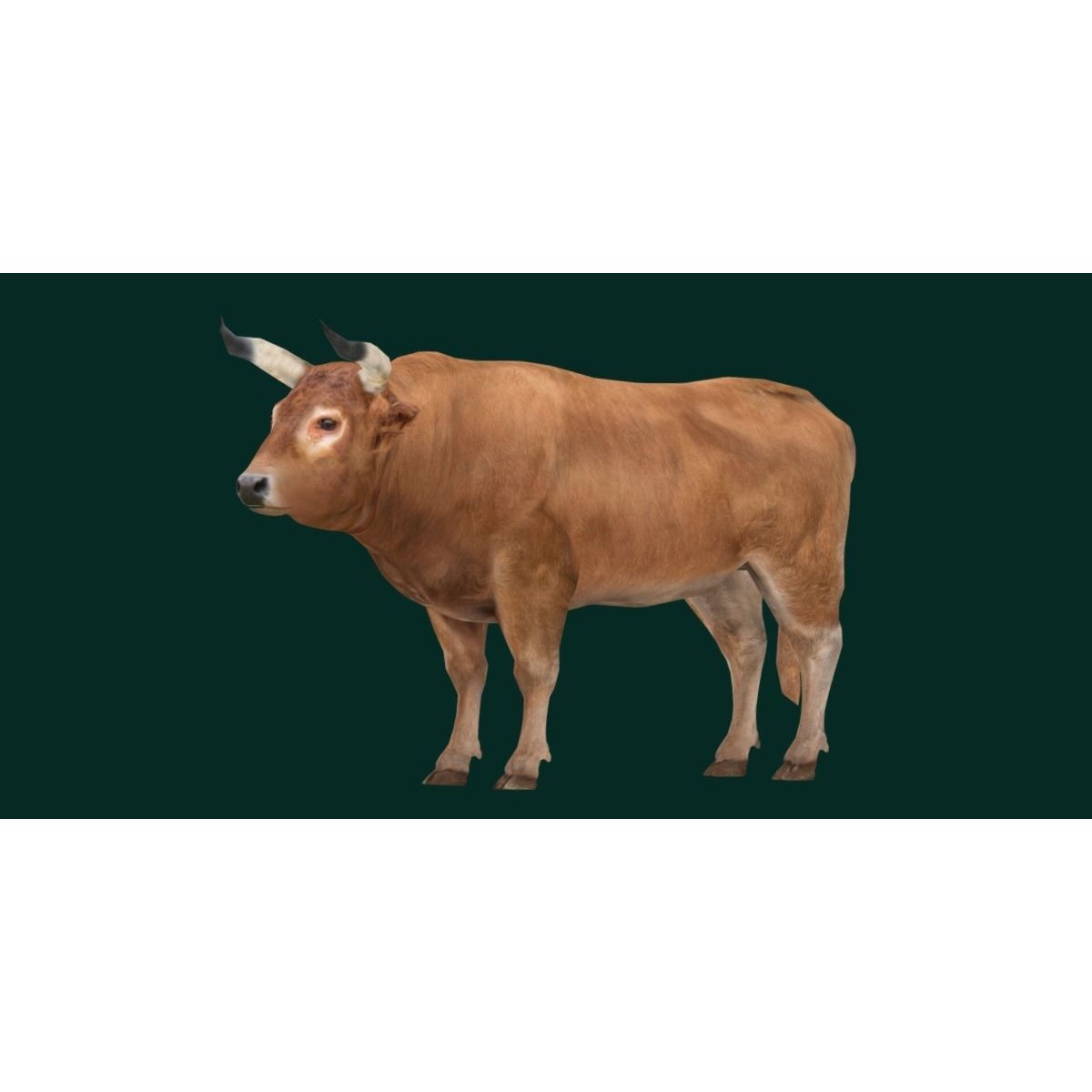Oxen Bullock - Low-Poly Game-Ready 3D Model - View 22