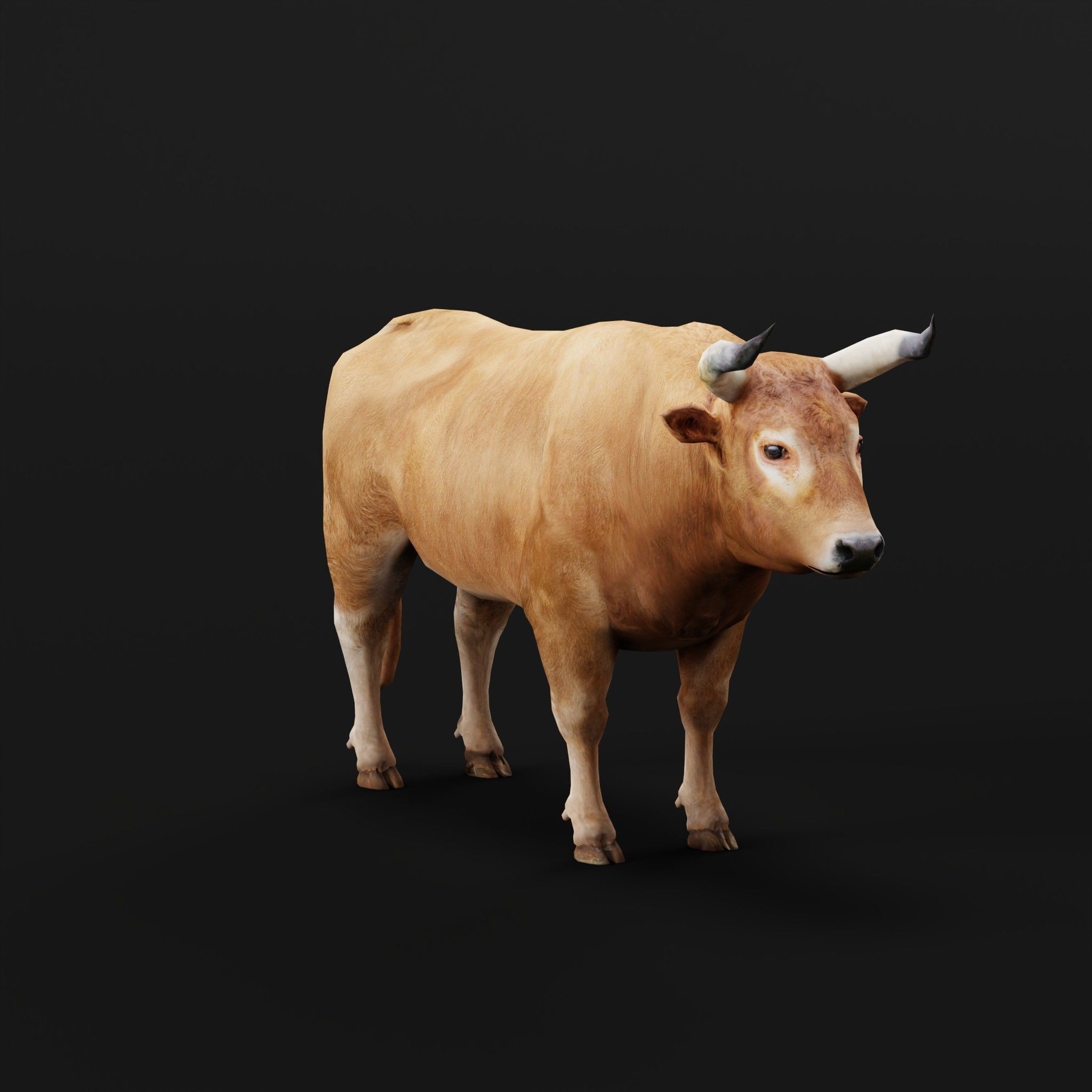 Oxen Bullock - Low-Poly Game-Ready 3D Model - View 3