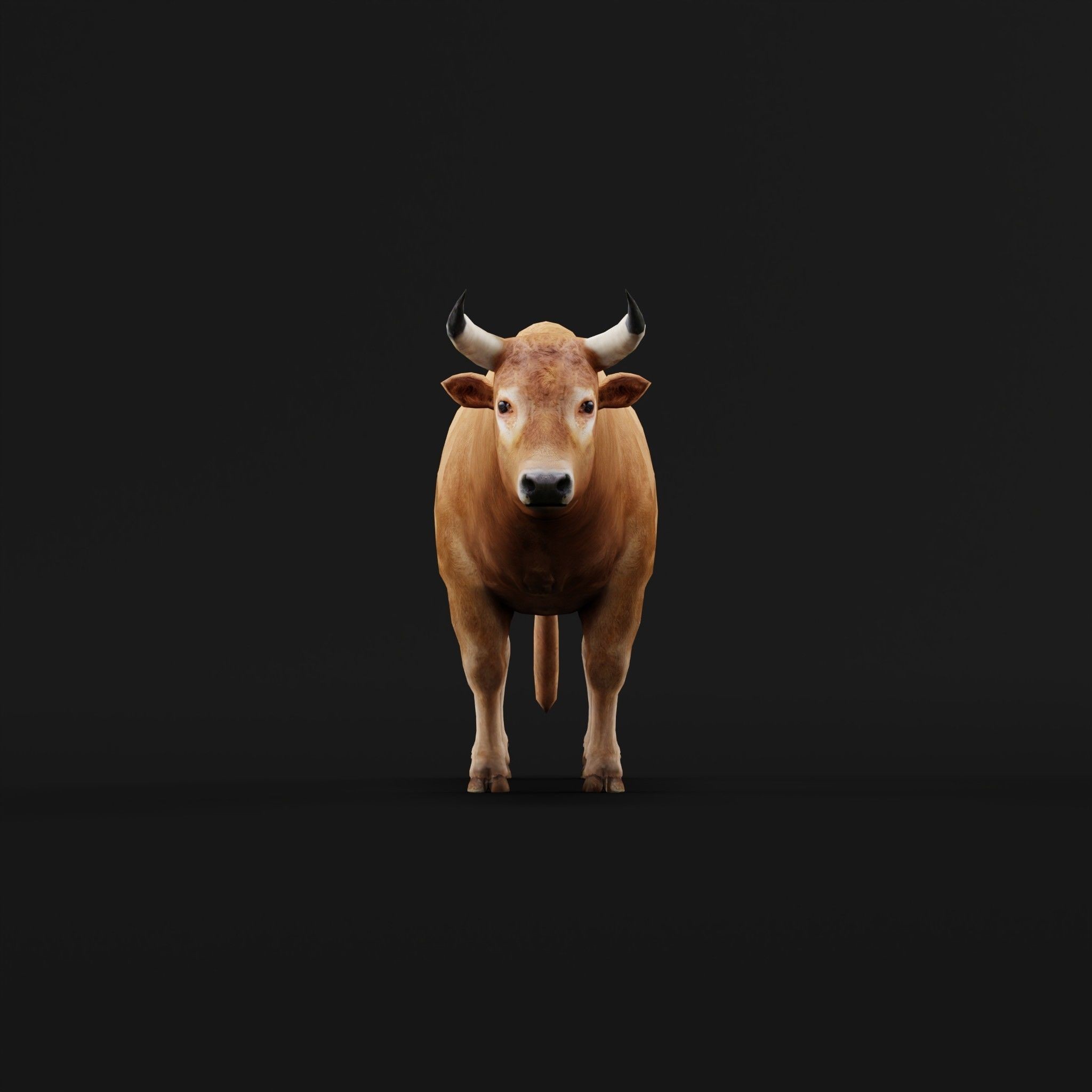 Oxen Bullock - Low-Poly Game-Ready 3D Model - View 4