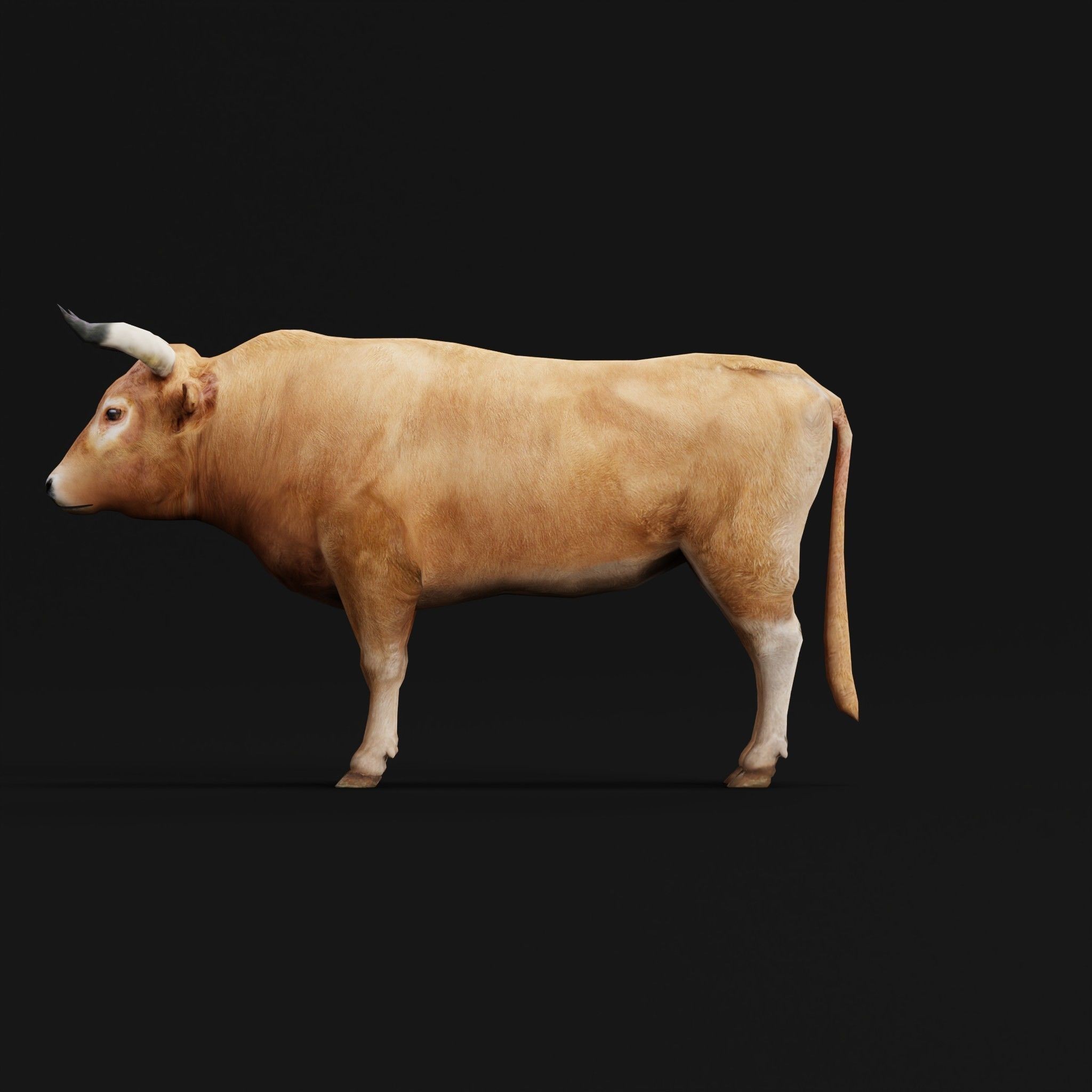 Oxen Bullock - Low-Poly Game-Ready 3D Model - View 5