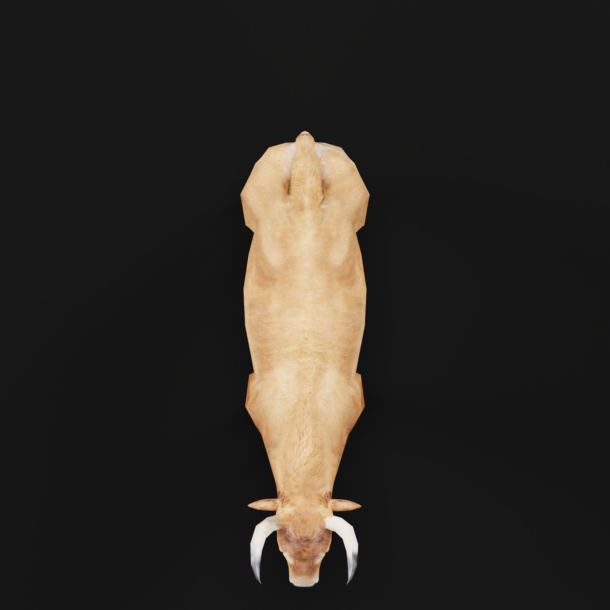 Oxen Bullock - Low-Poly Game-Ready 3D Model - View 6