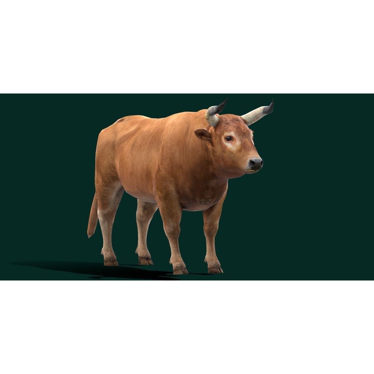 Oxen Bullock - Low-Poly Game-Ready 3D Model - View 7