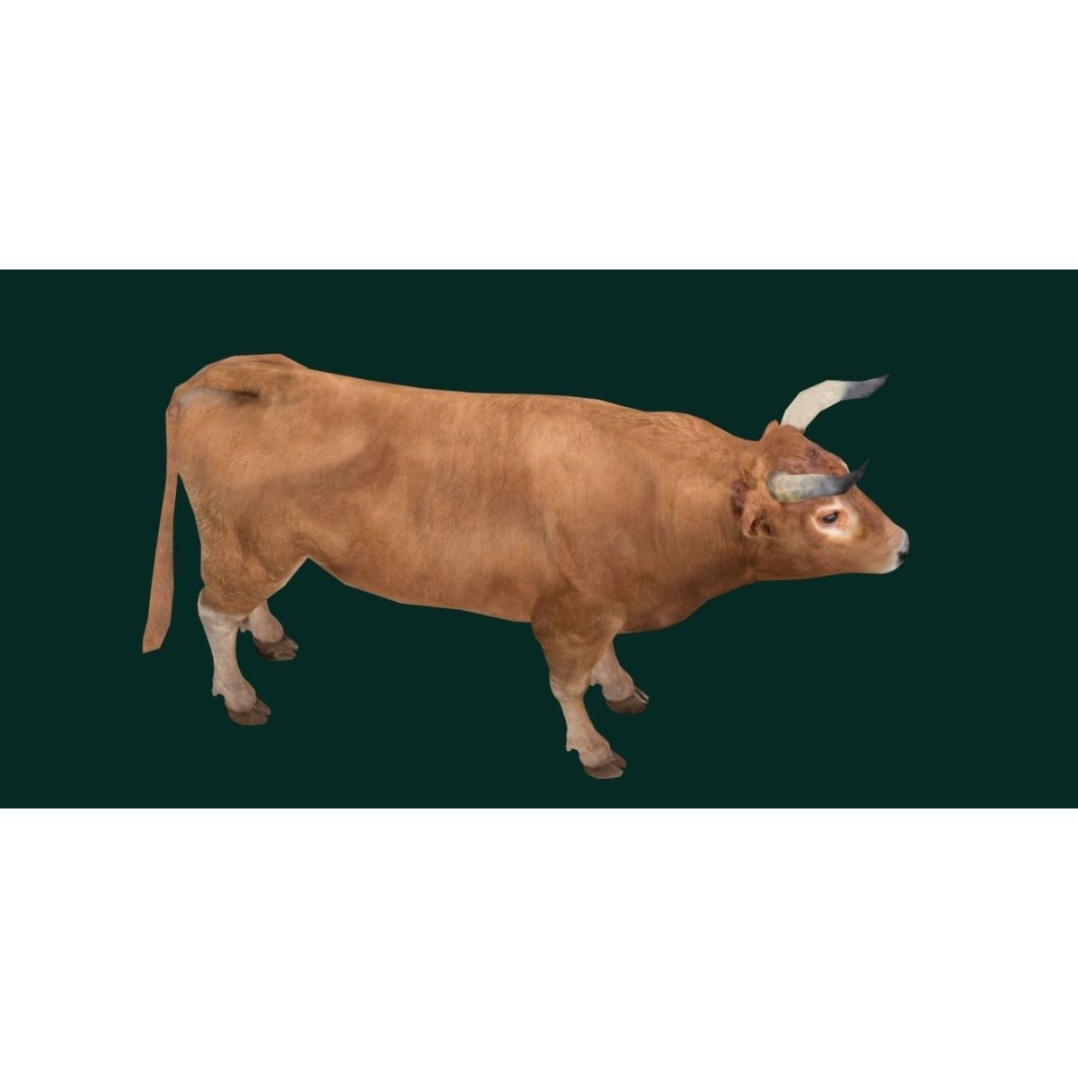 Oxen Bullock - Low-Poly Game-Ready 3D Model - View 8