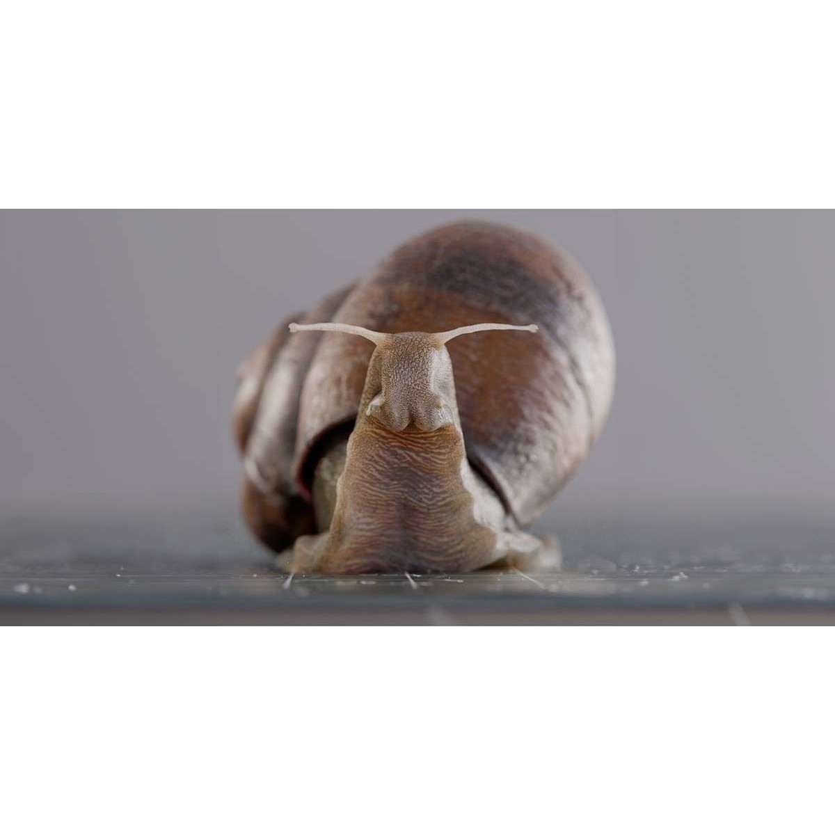 Snail - Game-Ready 3D Model - View 4