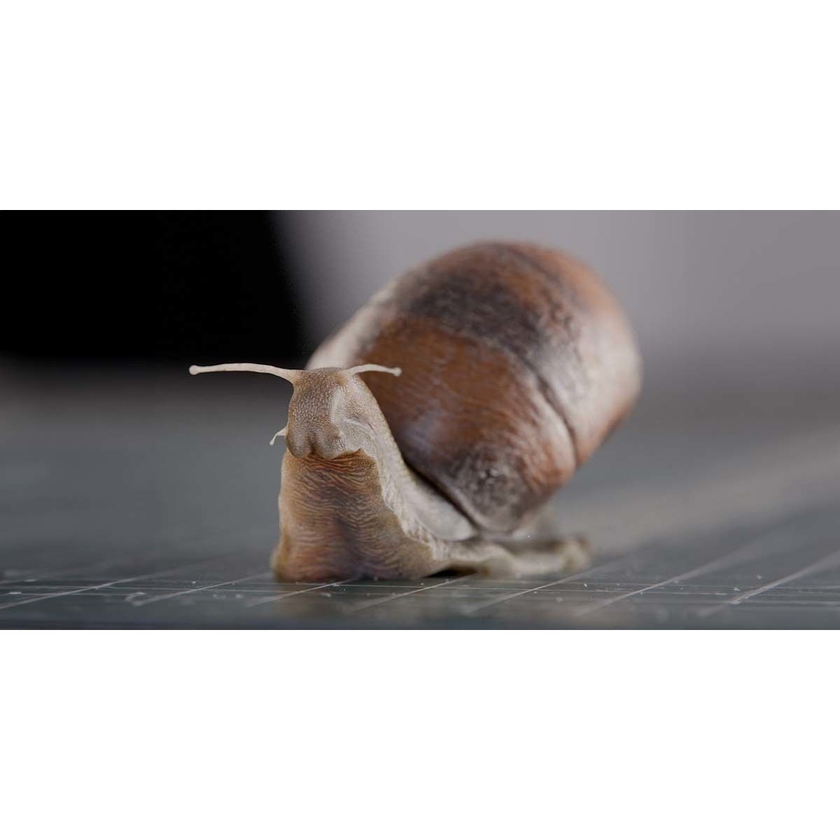 Snail - Game-Ready 3D Model - View 6