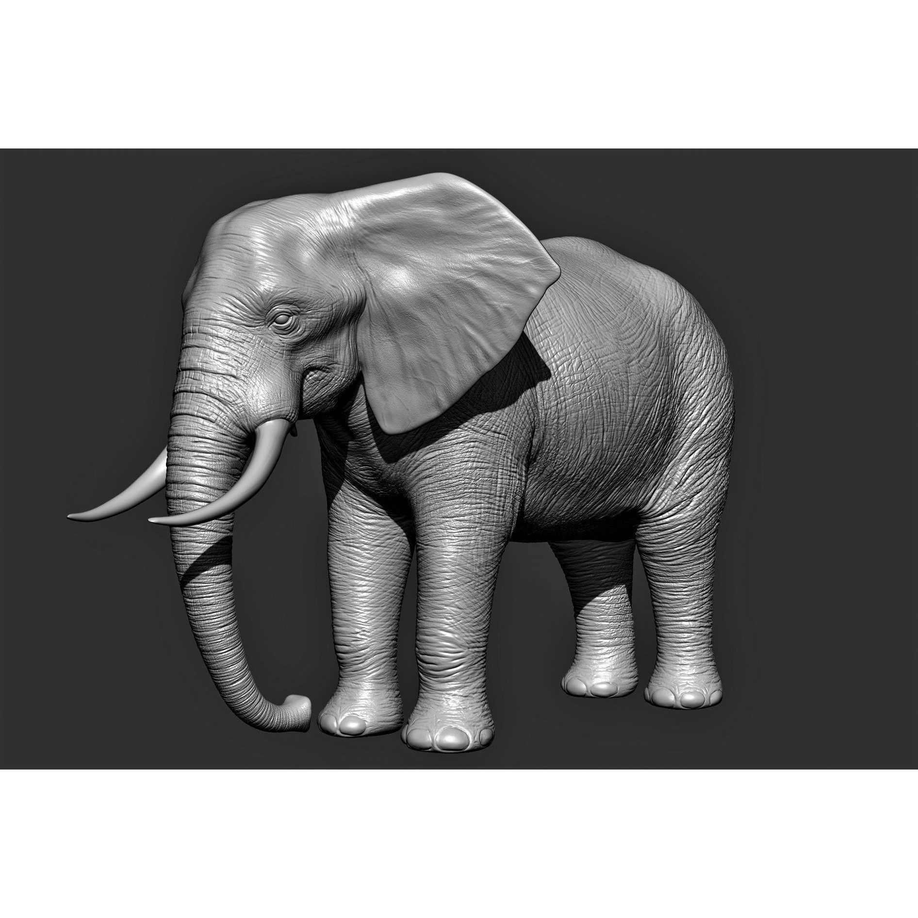 Wild Animal Collection - Realistic 3D Model - View 10