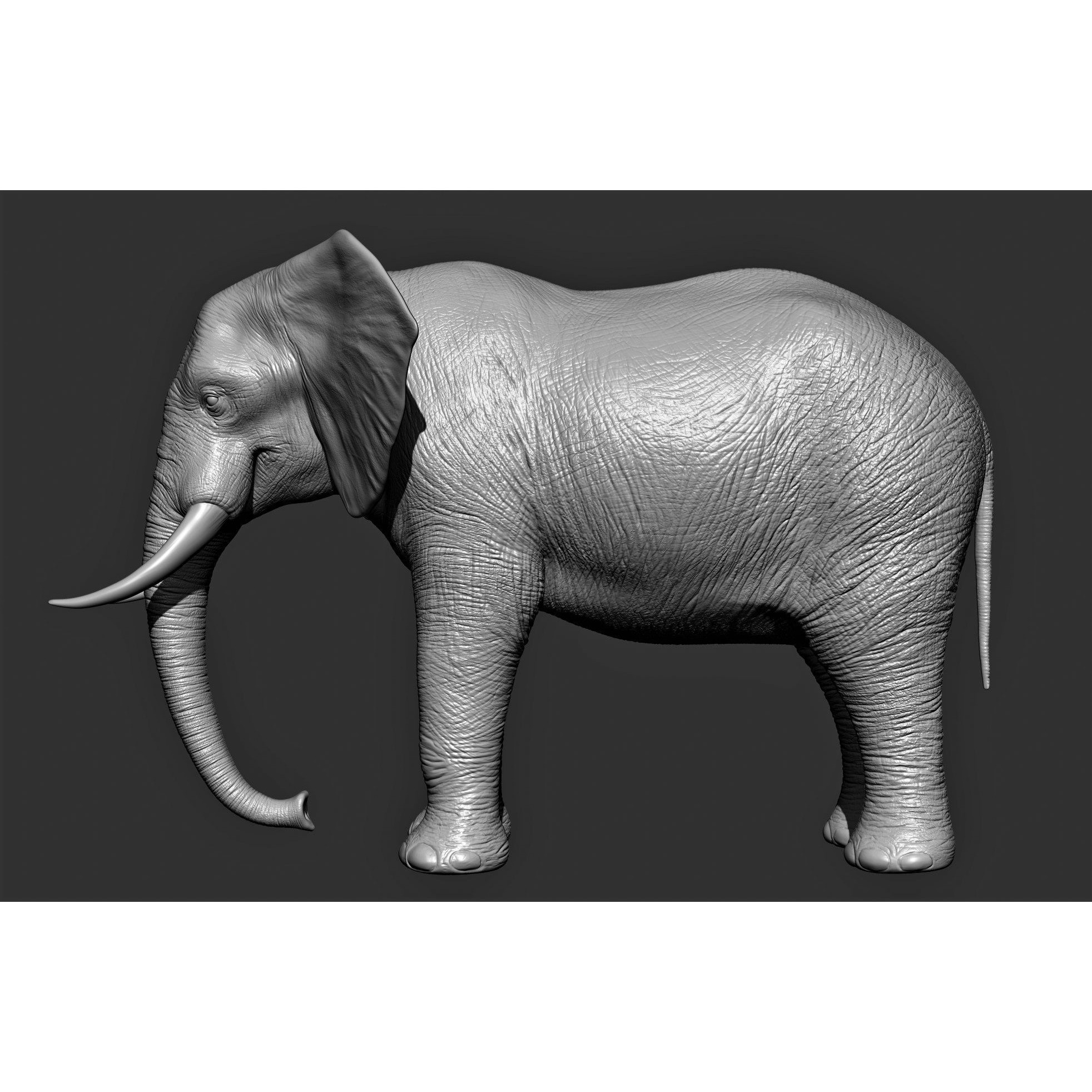Wild Animal Collection - Realistic 3D Model - View 11